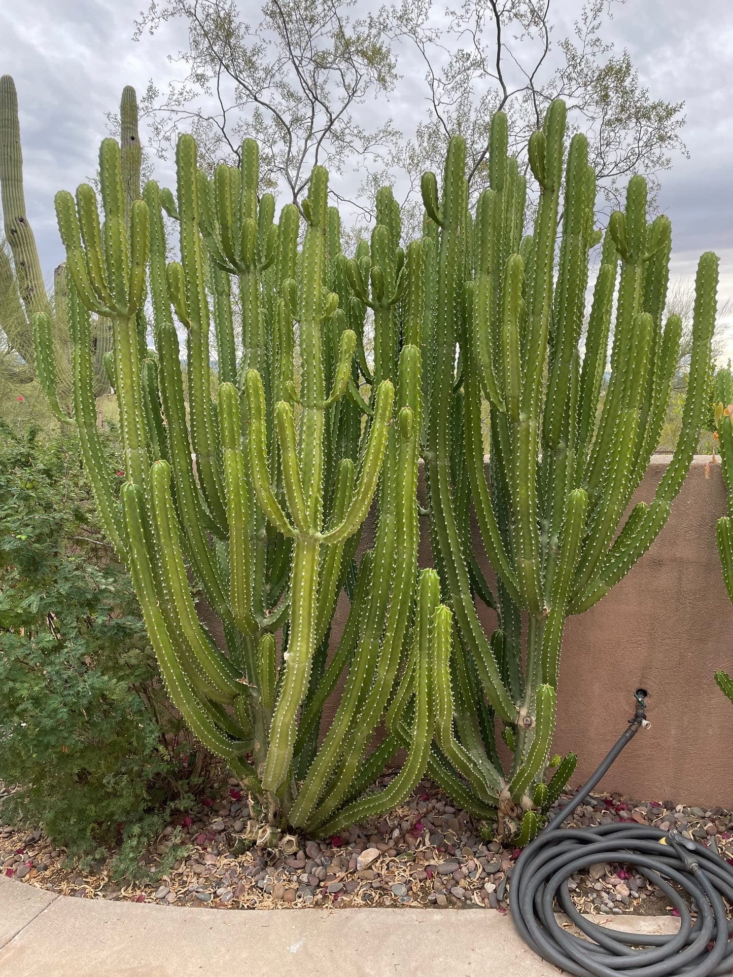 Cactus Outlet - Cactus Plants Live, Euphorbia Royaleana Live Cactus 18”-24" - Rare Large Live Cactus - Landscape Ready Large Cactus Plant Live Delivered Right to Your Door