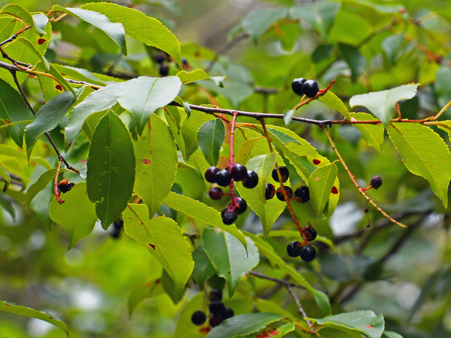 Black Cherry Trees for Planting | (2 Trees) - No Ship to California