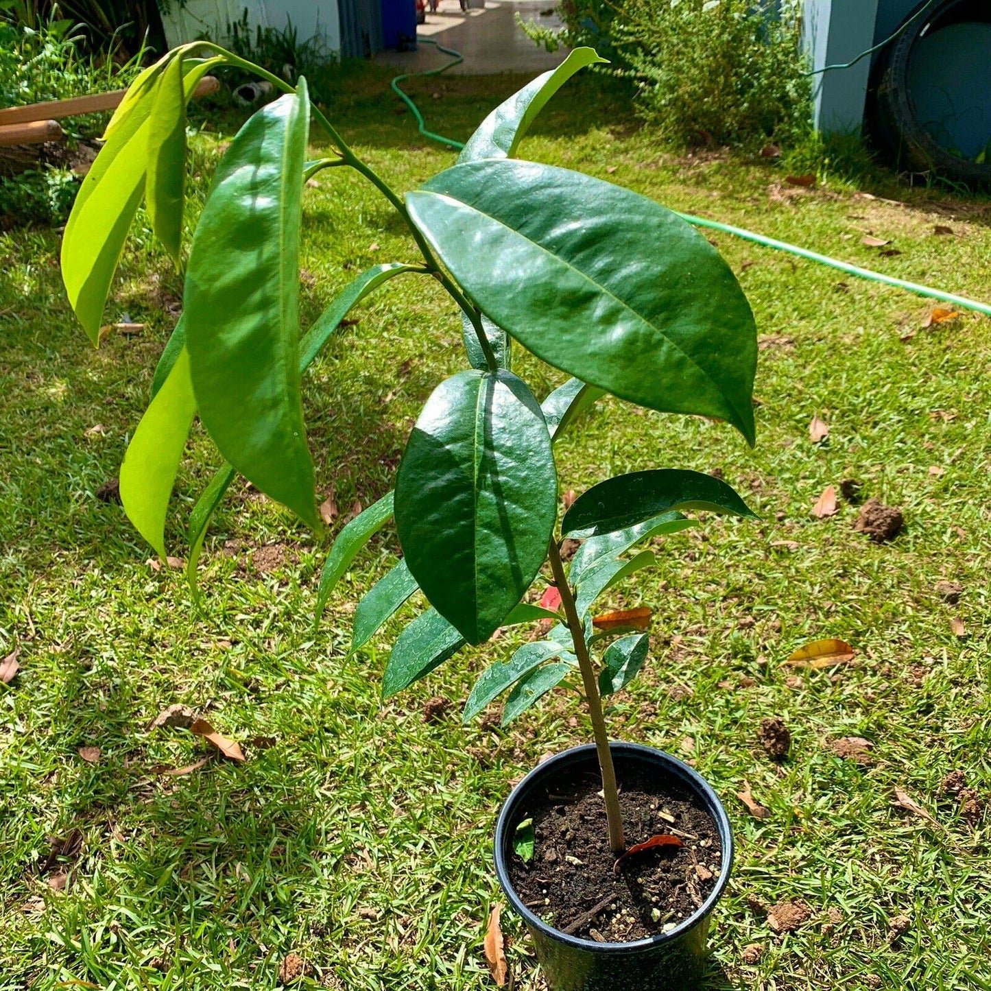 Soursop Tree (ANNONA MURICATA) Tropical Live Fruit Tree 12″-24″