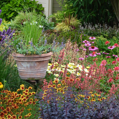 YouGarden Pack of 12 Mixed Winter Hardy Perennial Plants in 9cm Pots, Garden Ready Autumn Bedding Plants in 9cm Pots, Extremely Hardy
