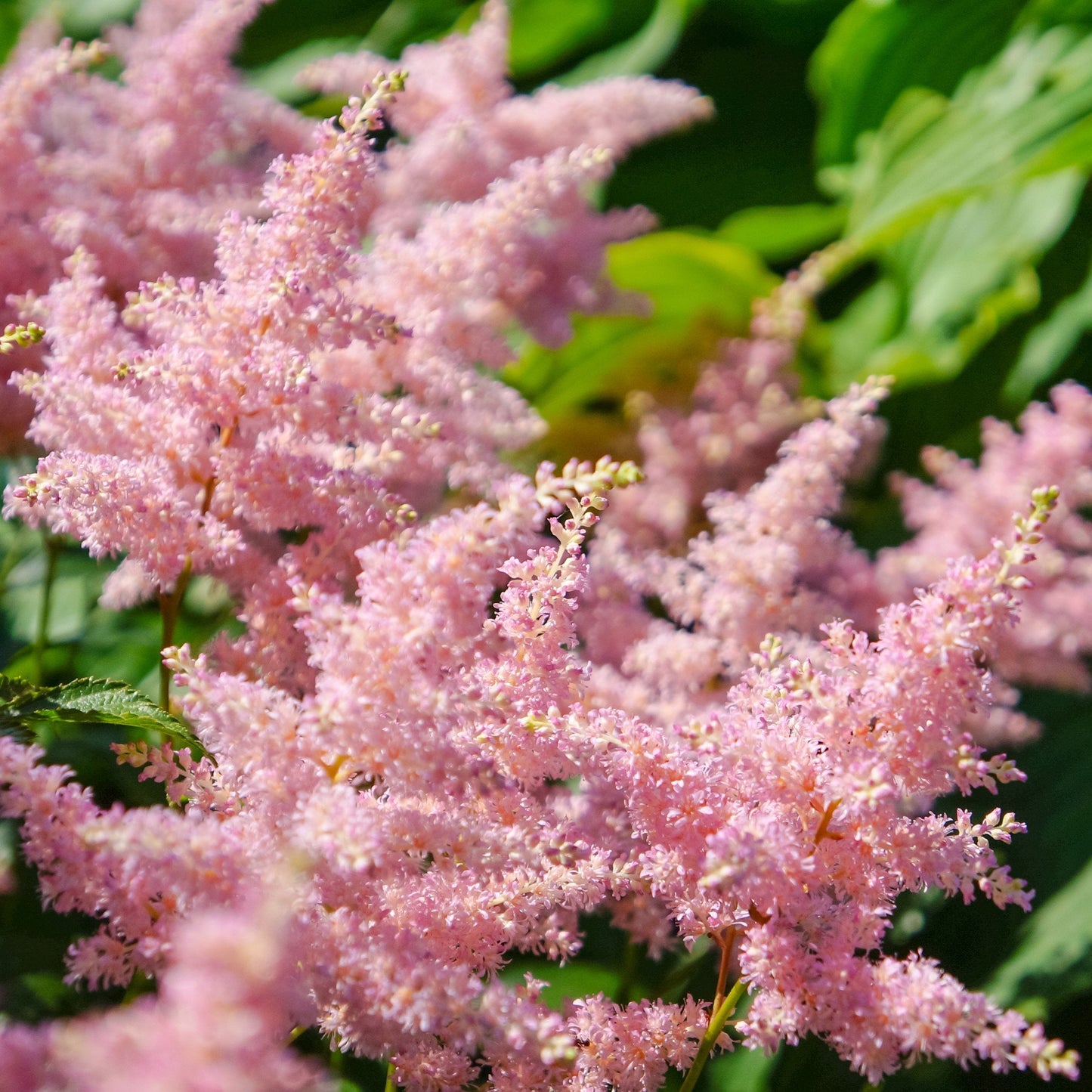 Easy to Grow Astilbe Europa 1 Plant Bareroot - Summer Pink Blooms in Shade, Pollinator Friendly Flowers (False Spirea, Goat's Beard)
