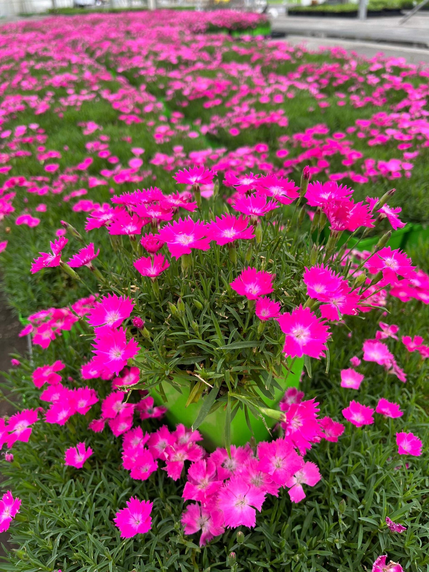 Perennial Farm Marketplace Dianthus x Kahori (Garden Pinks) Perennial Size-#1 Container, Dark Fuschia Flowers