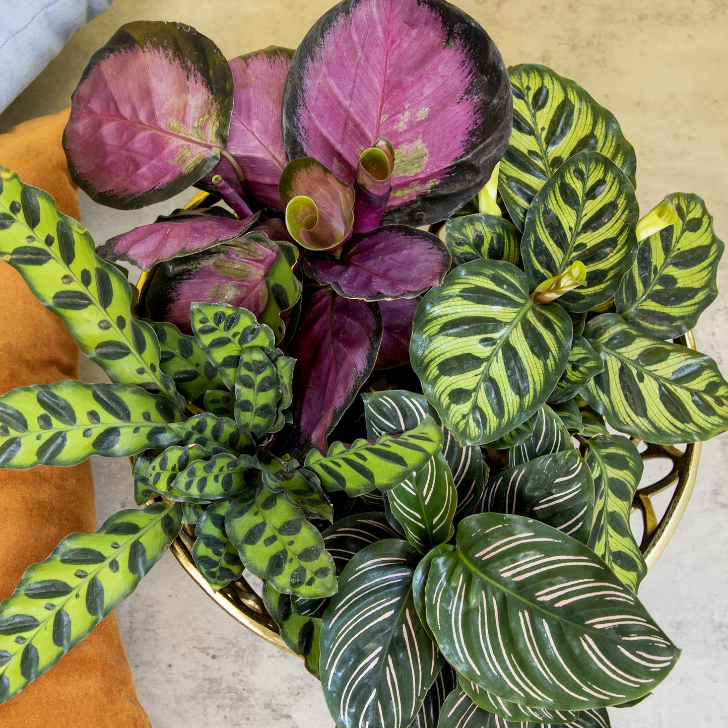 Live Calathea Houseplant (4 Pack), Pet Safe Plants for Cats & Dogs, Makoyana, Rattlesnake, Roseopicta, Air Purifying Indoor Plant Mix, Freddie, Orbifolia, Prayer Plants, Real Calatheas, 4.25 in. Pots