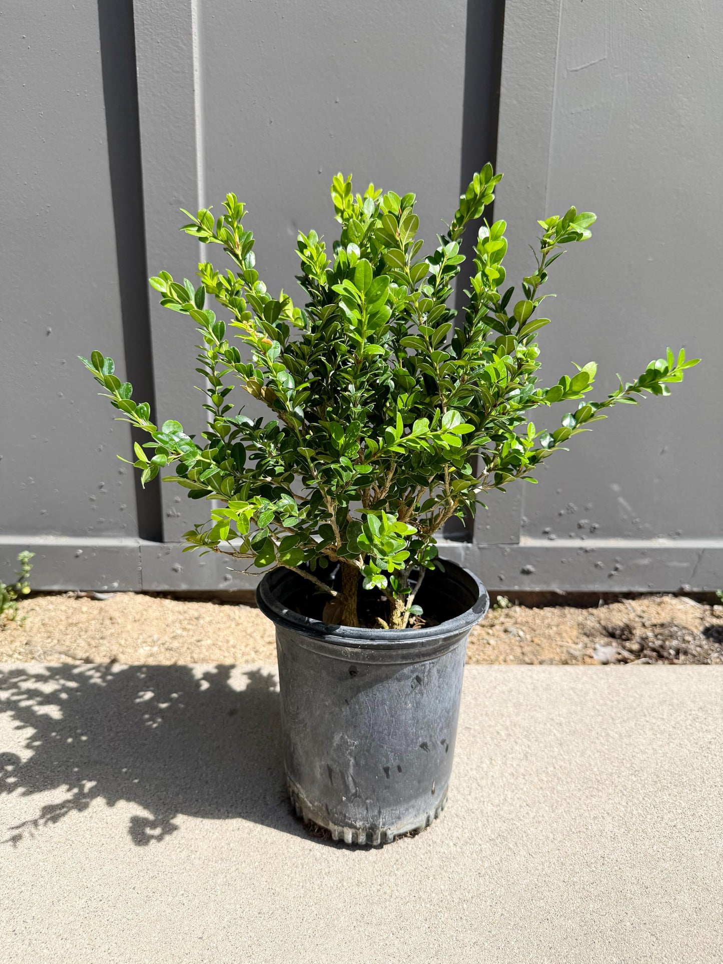 My Shelfie – Green Beauty Boxwood (Buxus microphylla ‘Green Beauty’), 1-Gallon Live Evergreen Shrub for Hedges, Borders, Topiary, and Outdoor Landscape Décor (1)