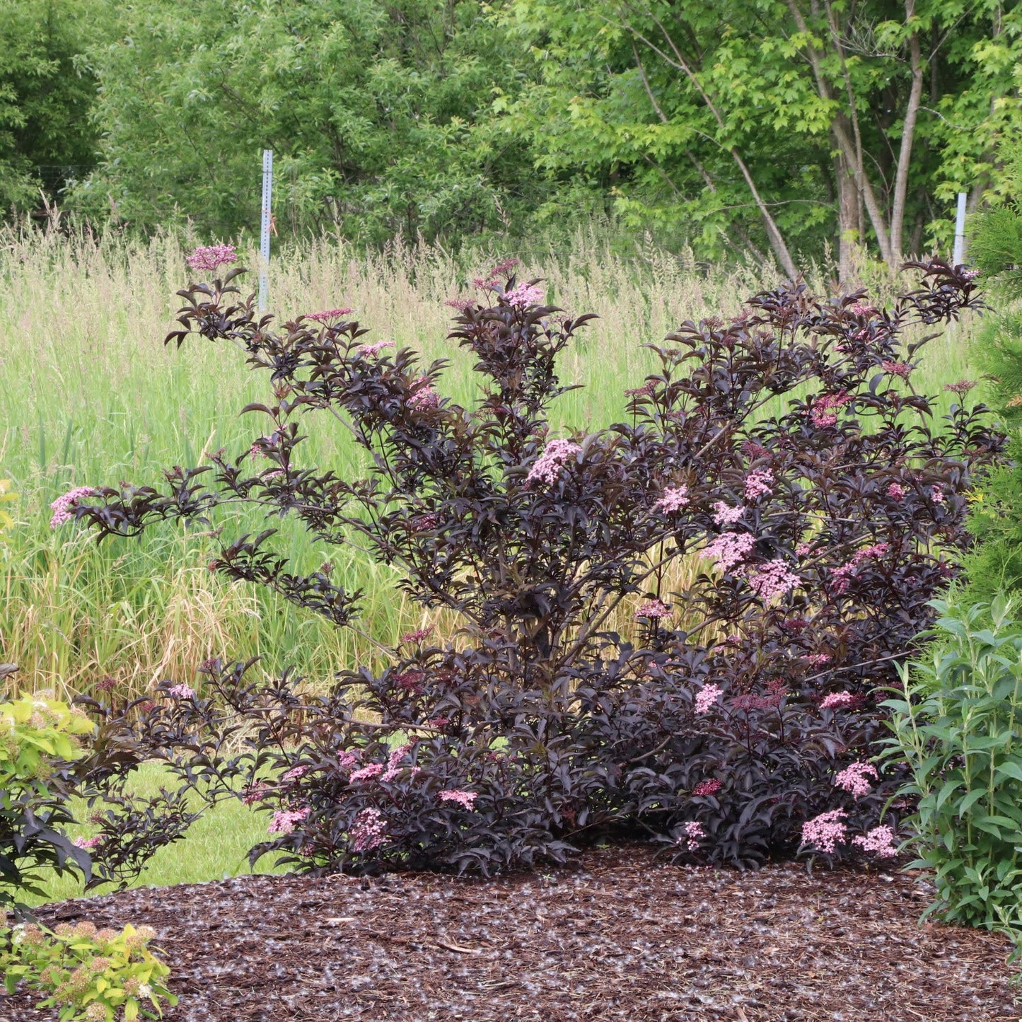 Proven Winners Pink Pony Elderberry (Sambucus nigra) Live Plant, 4.5" Qt