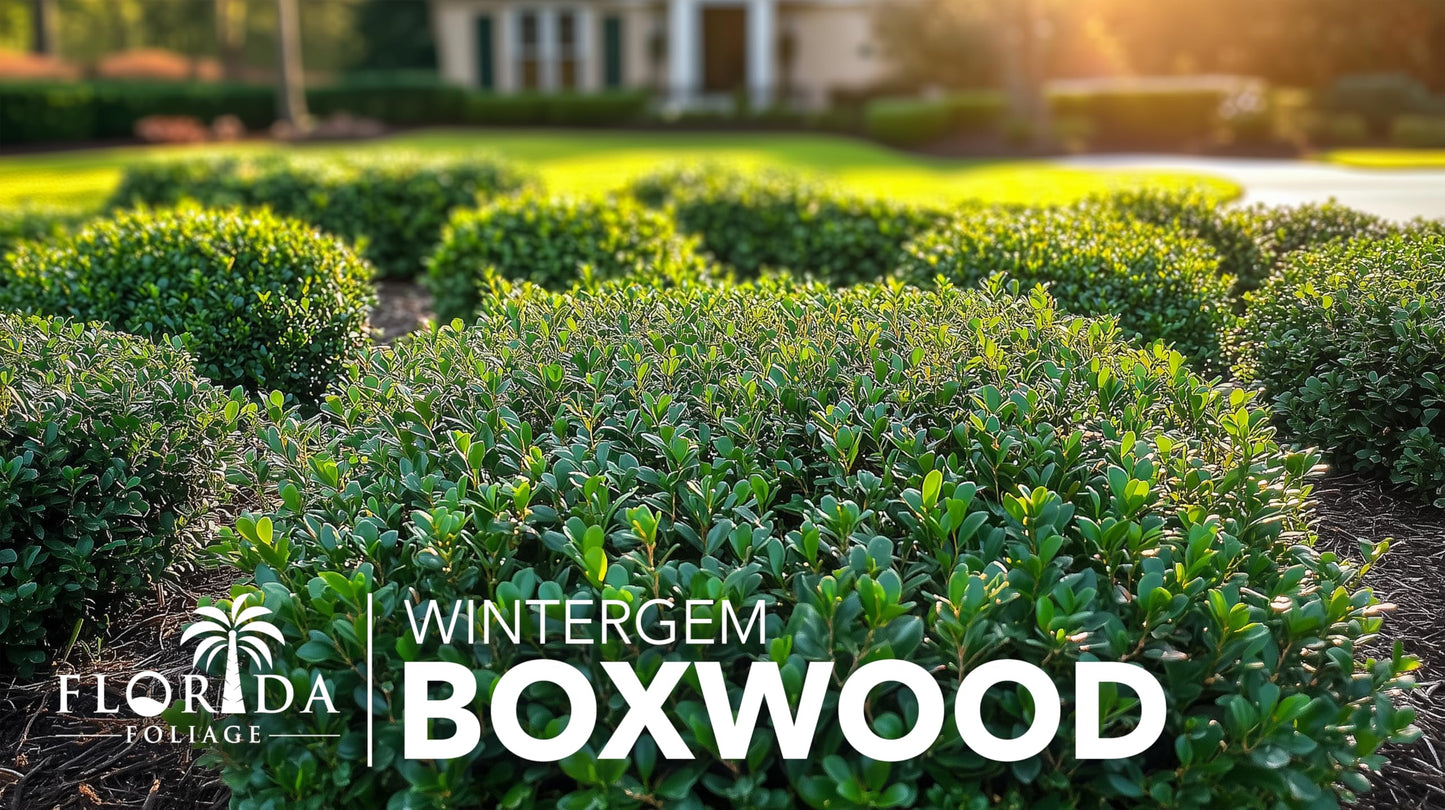 Winter Gem Boxwood | 20 Live Plants | Buxus microphylla Japonica ‘Winter Gem’ | Compact Evergreen Shrubs | Formal Garden Plants for Borders