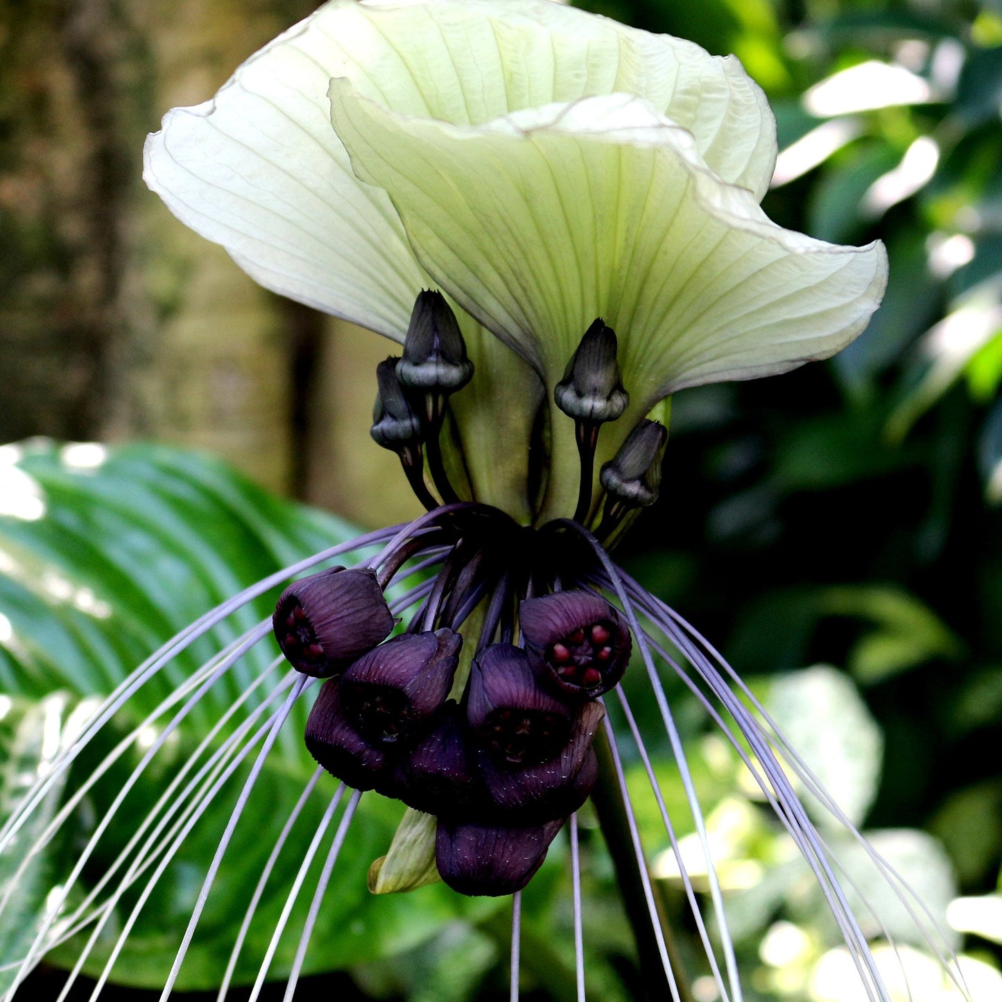 White Tacca Integrifolia | Unusual White Blooms - Super Rare White Bat Plant - Flowering Size - 1 Large Tacca Rhizome | Ships from Easy to Grow TM