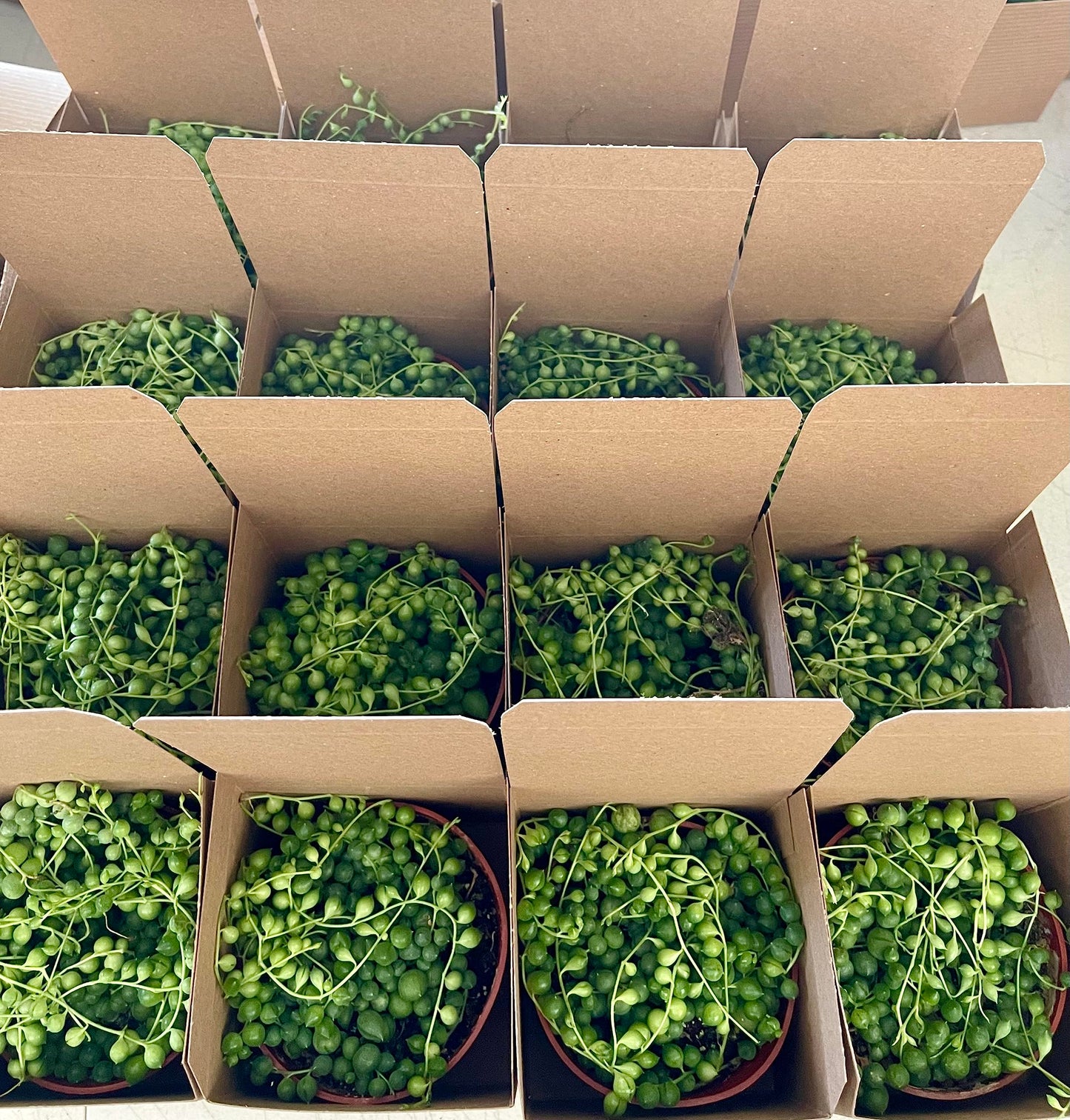 Succulent Plant in Gift Box String of Pearls (Senecio Rowleyanus) - Live Trailing Plants Fully Rooted & in Bloom - Rare House Plant for Home Office Wedding Hanging Decoration - 4" Pot with Soil Mix