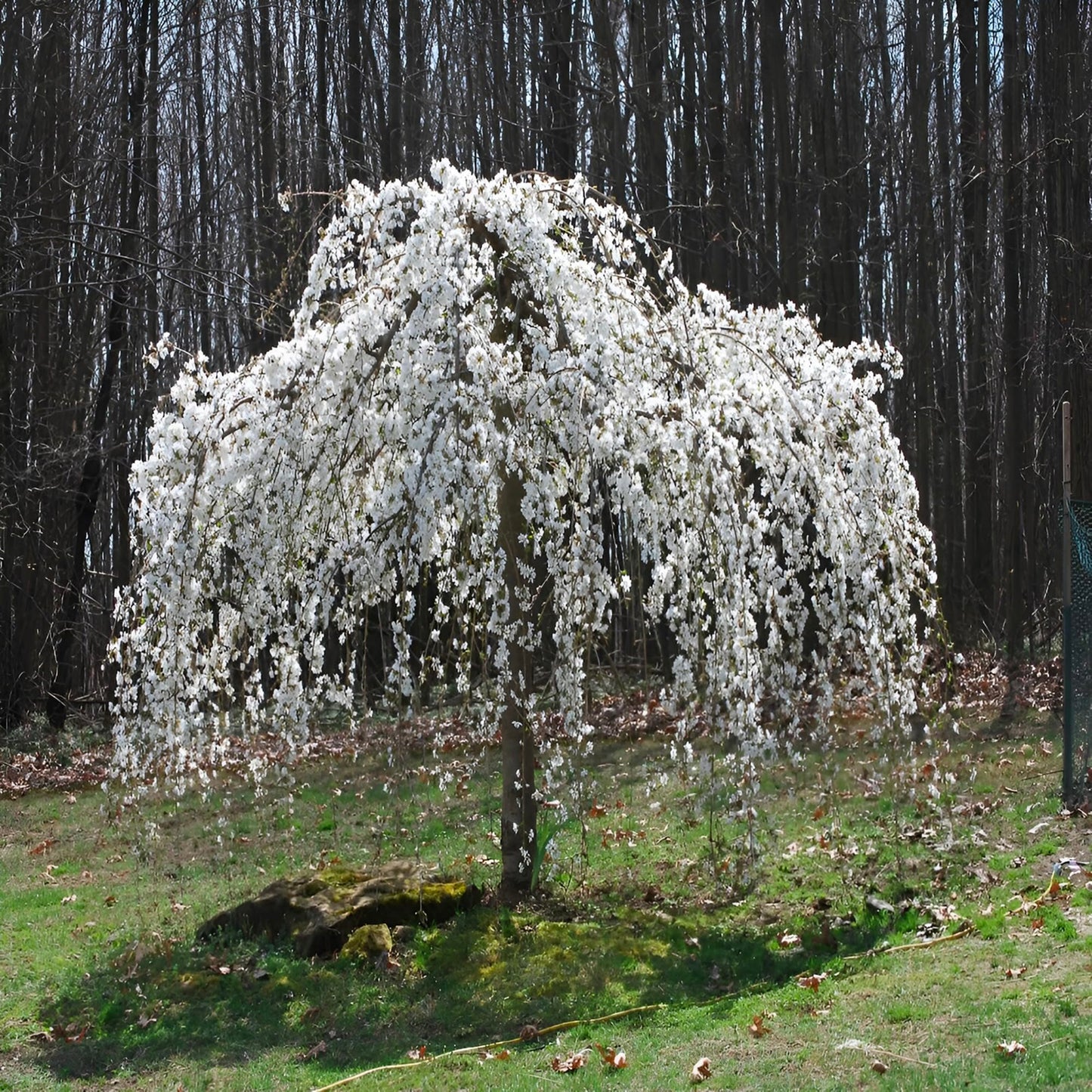 Weeping Yoshino Cherry Tree Live Plant – Flowering Ornamental Tree with Graceful Weeping Branches, Beautiful Cherry Blossom Tree for Garden & Landscape (3 Gallon/Bareroot/Set of 2 Plants)