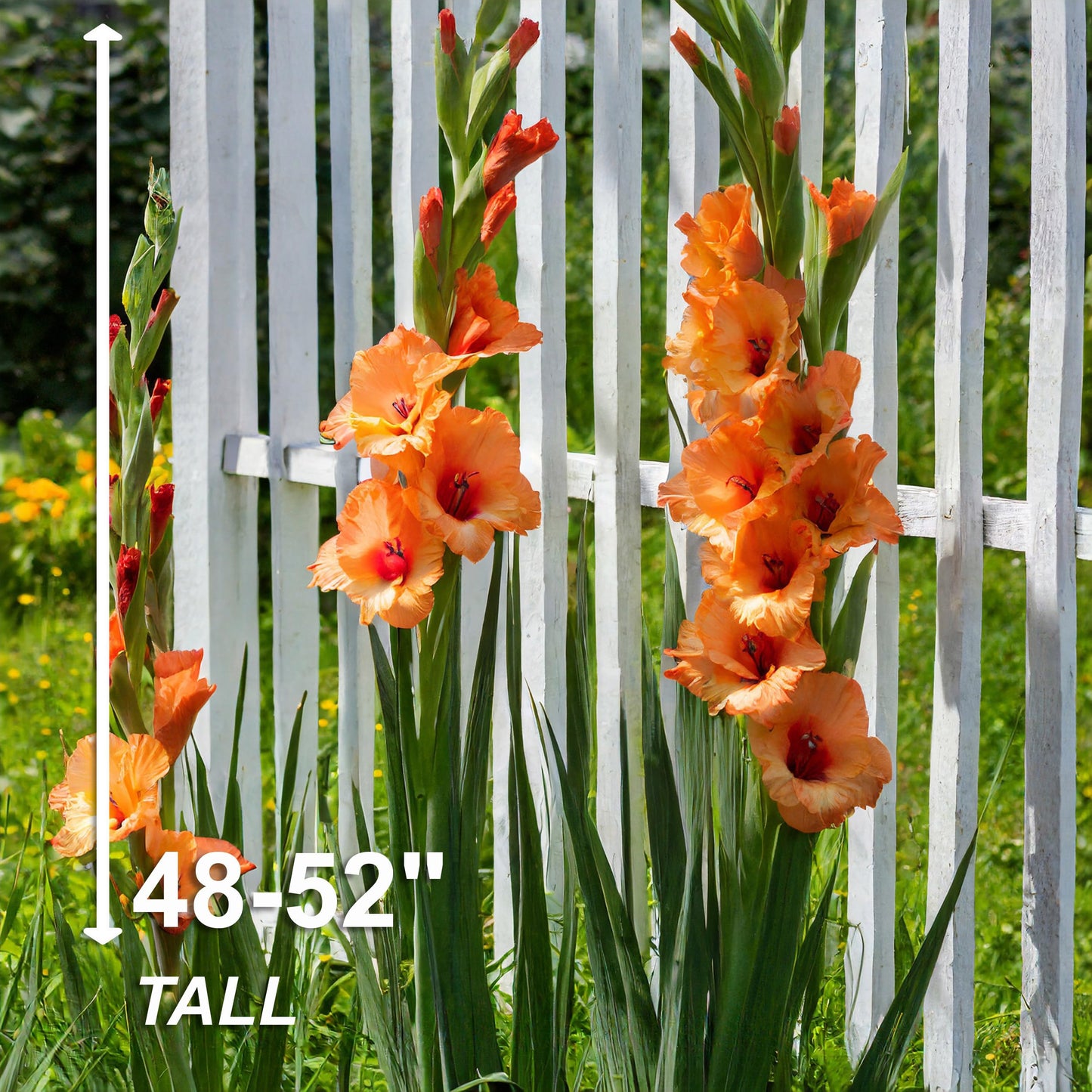 Garden State Bulb Olympic Flame Orange Gladiolus Flower Bulbs, 12/14cm, Spring Planting (Bag of 60)