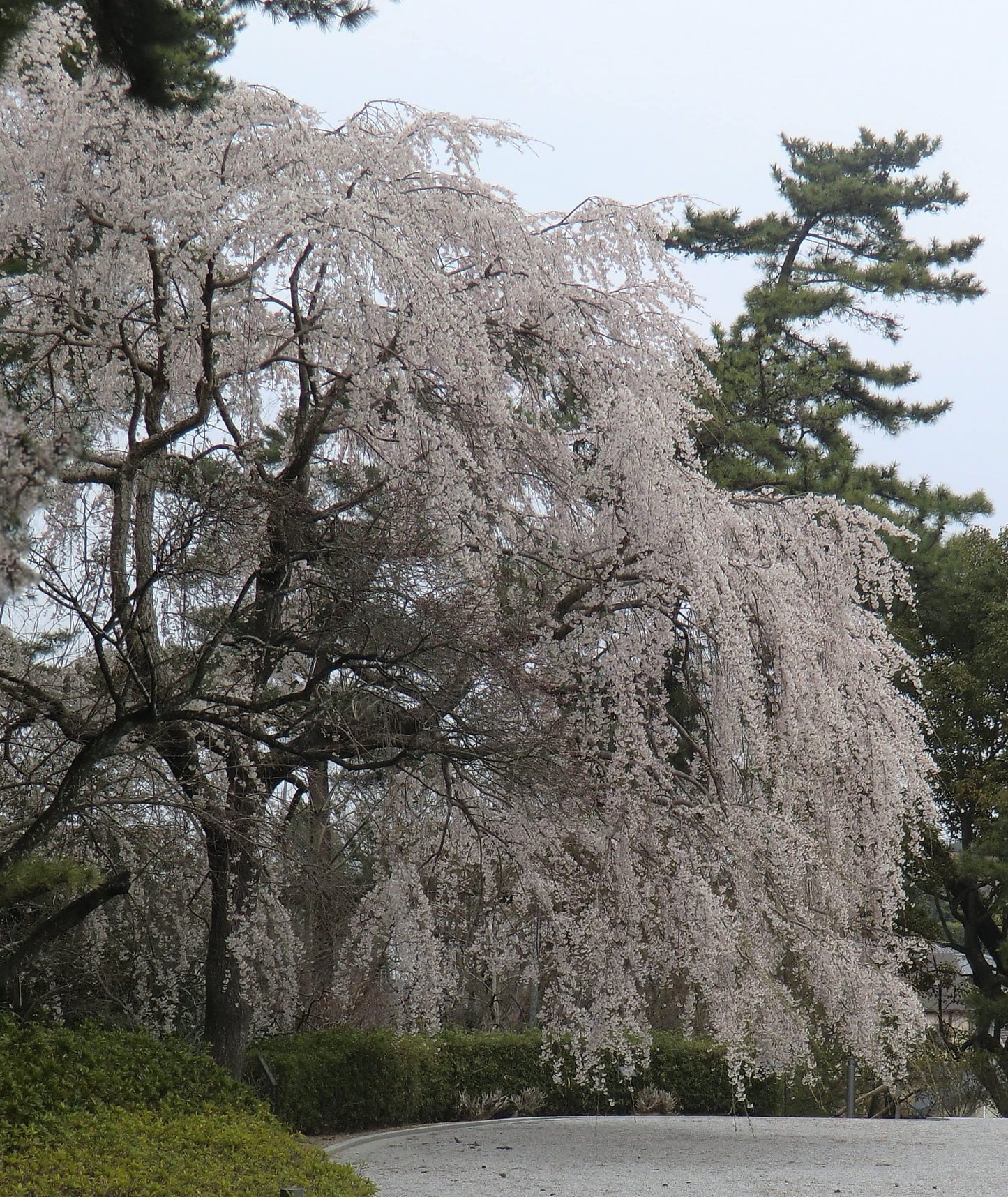 Shidare Yoshino Japanese Weeping Cherry - White Flowering Tree - Live Plant Shipped 1 to 2 Feet Tall by DAS Farms