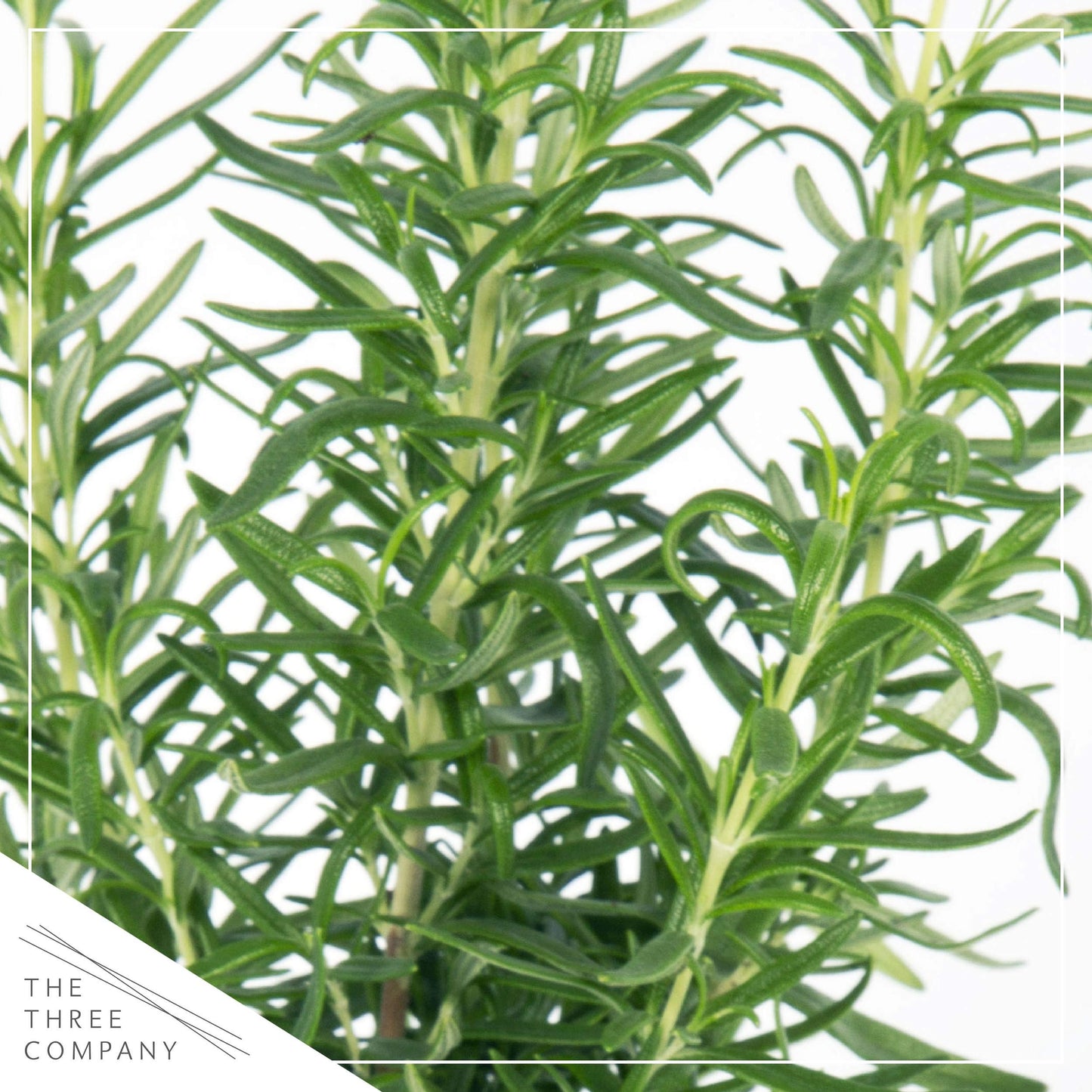 Live Aromatic and Healthy Herb - Rosemary, Improves Breathing, Wrapped in Deco Cover, 14" Tall by 6" Wide in 1.25 Quart Pot
