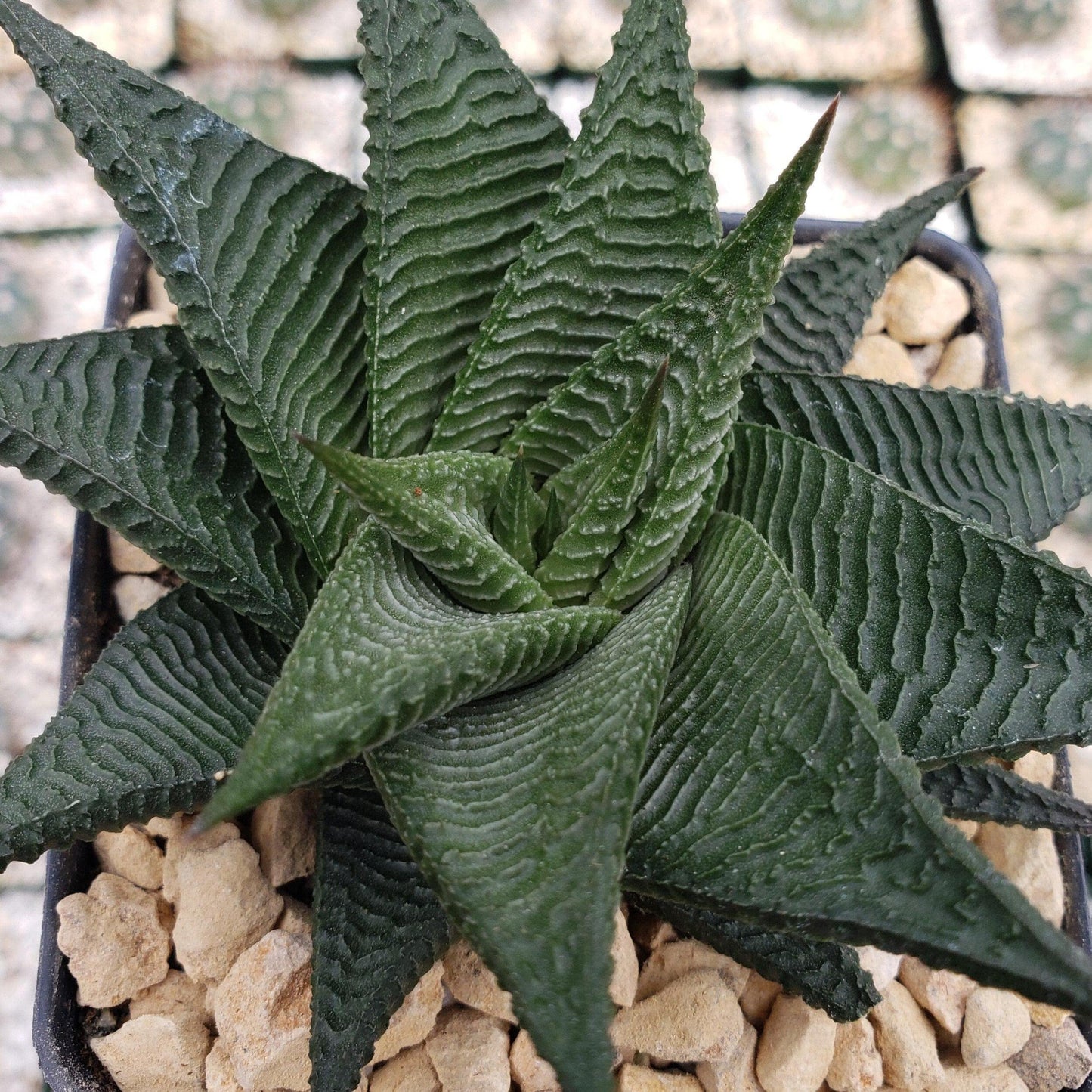 Haworthia limifolia spiralis Cacti Cactus Succulent Real Live Plant