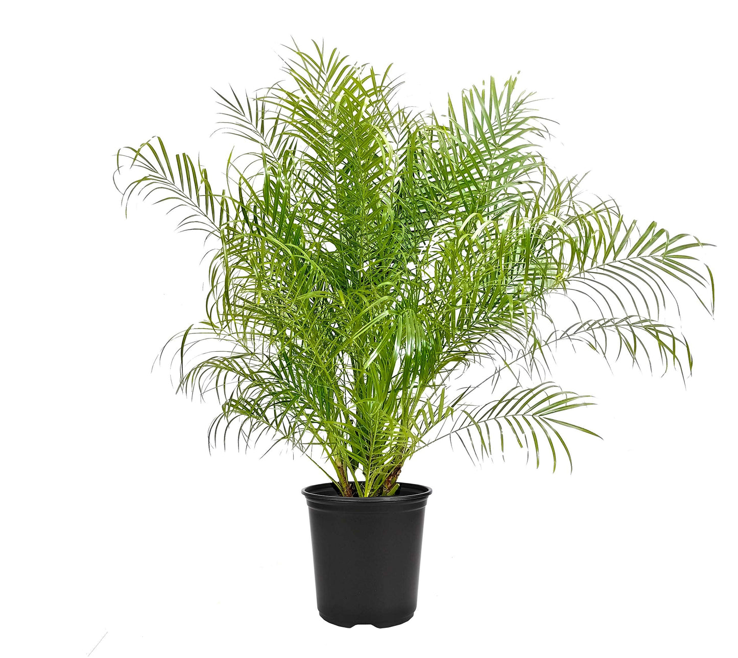 Phoenix Roebelenii Palm | Extra Large Trade 3 Gallon Plant | Phoenix Roebelenii | Tropical Foliage, Low Maintenance, Indoor Outdoor Decor, Air Purifying, Fast Growing, Ornamental Shade Tolerant