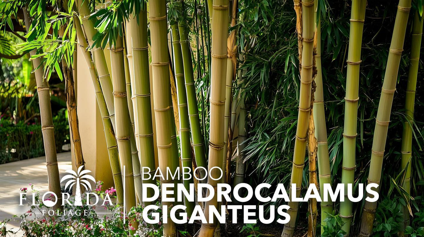 Dendrocalamus Giganteus Bamboo | 3 Large Trade Gallon Size Plants | Fast-Growing Privacy Screen | Giant Live Outdoor Greenery | Sustainable Garden Solution