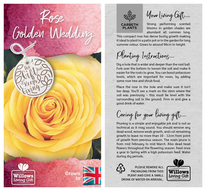 Golden Wedding Rose - 50th Anniversary Rose Bush - Gift Wrapped Golden Anniversary Rose