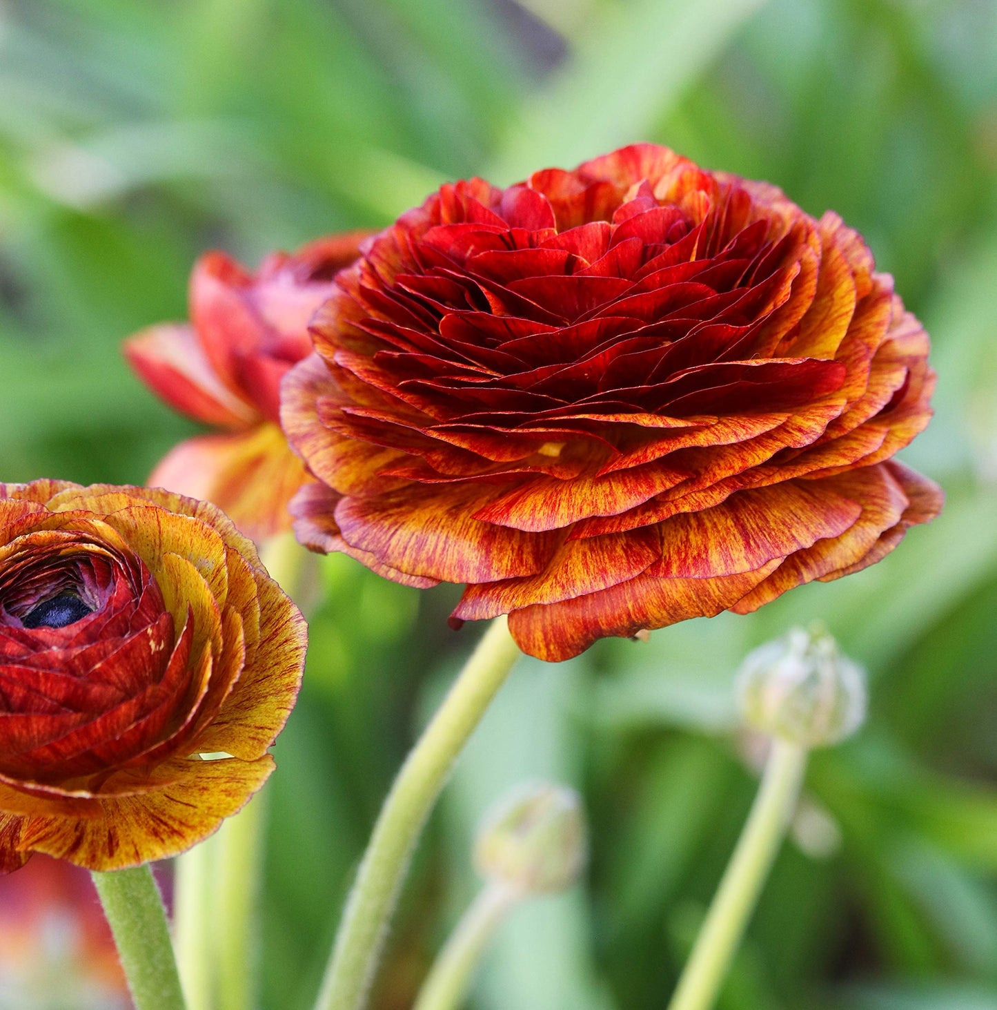 Easy to Grow Cafe Ranunculus 10 Flower Bulbs - Spring Bronzed Red & Yellow Tecolote Buttercup Blooms in Sun, Carlsbad Flower Fields, Great for Cutting