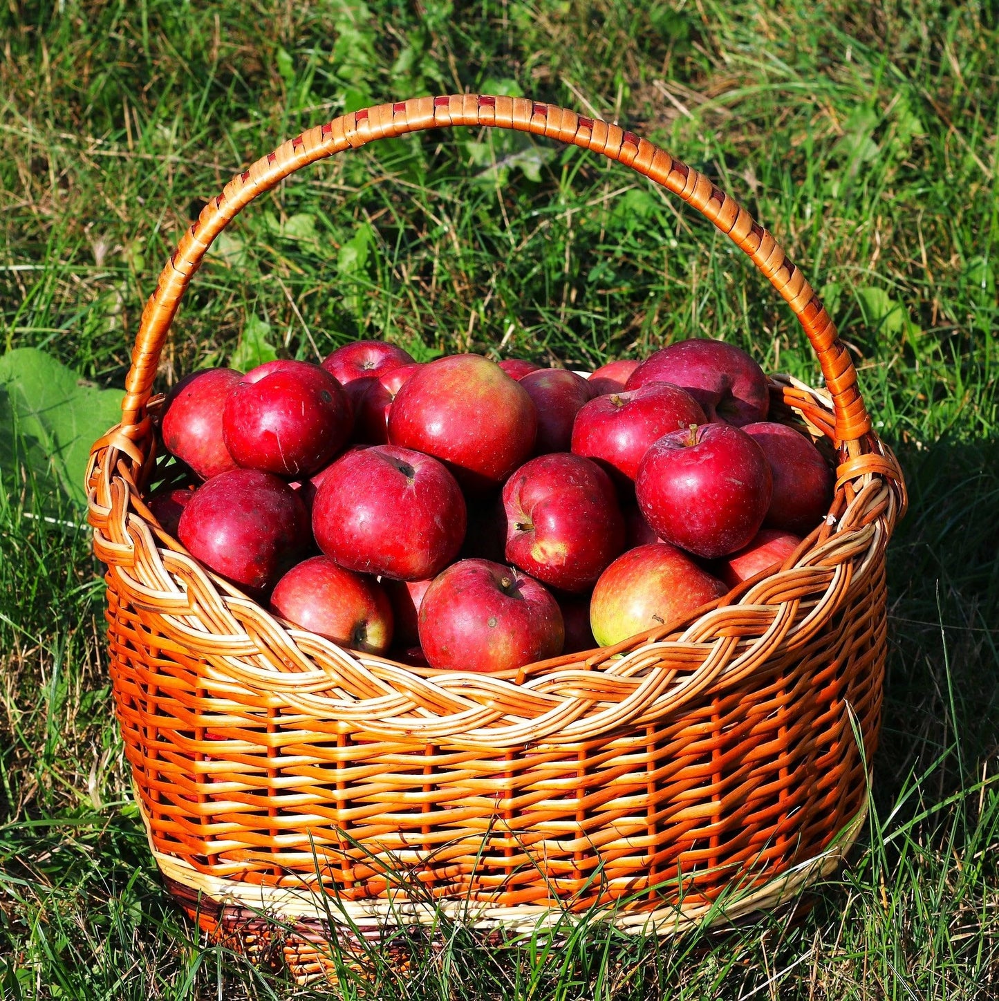 TomorrowSeeds - Red Delicious Apple Tree Seeds - 120+ Count - for 2026 Planting Malus Pumis Common Domestic American Pink Flowering Blossoms Perennial Fruit Trees Perennial Grow Your Own Home Farm