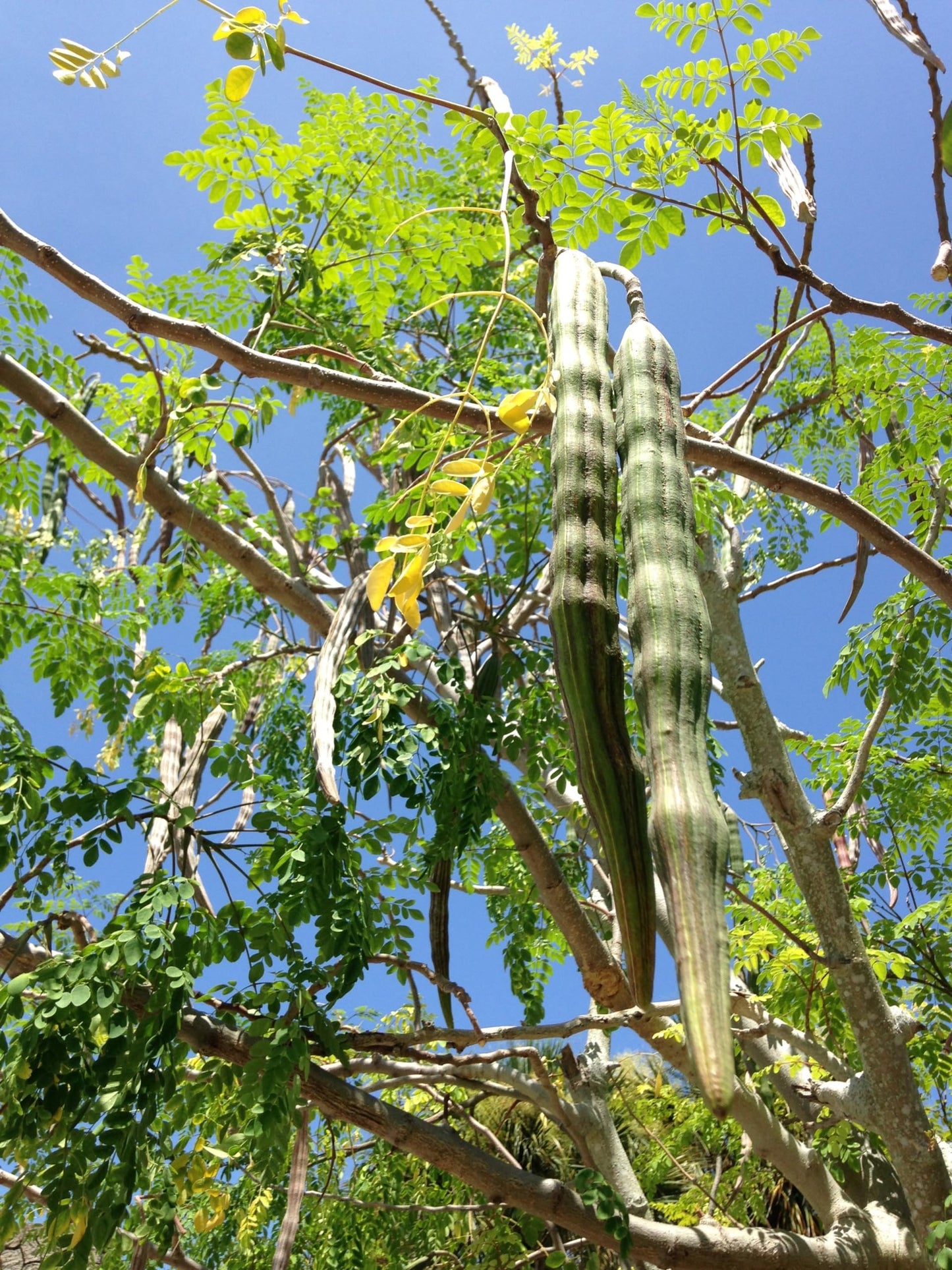 Moringa Tree Live Moringa Plant with Moringa Seeds, Non GMO, Organically Grown Moringa Tree Seedling with Moringa Seeds, Live Moringa Plant
