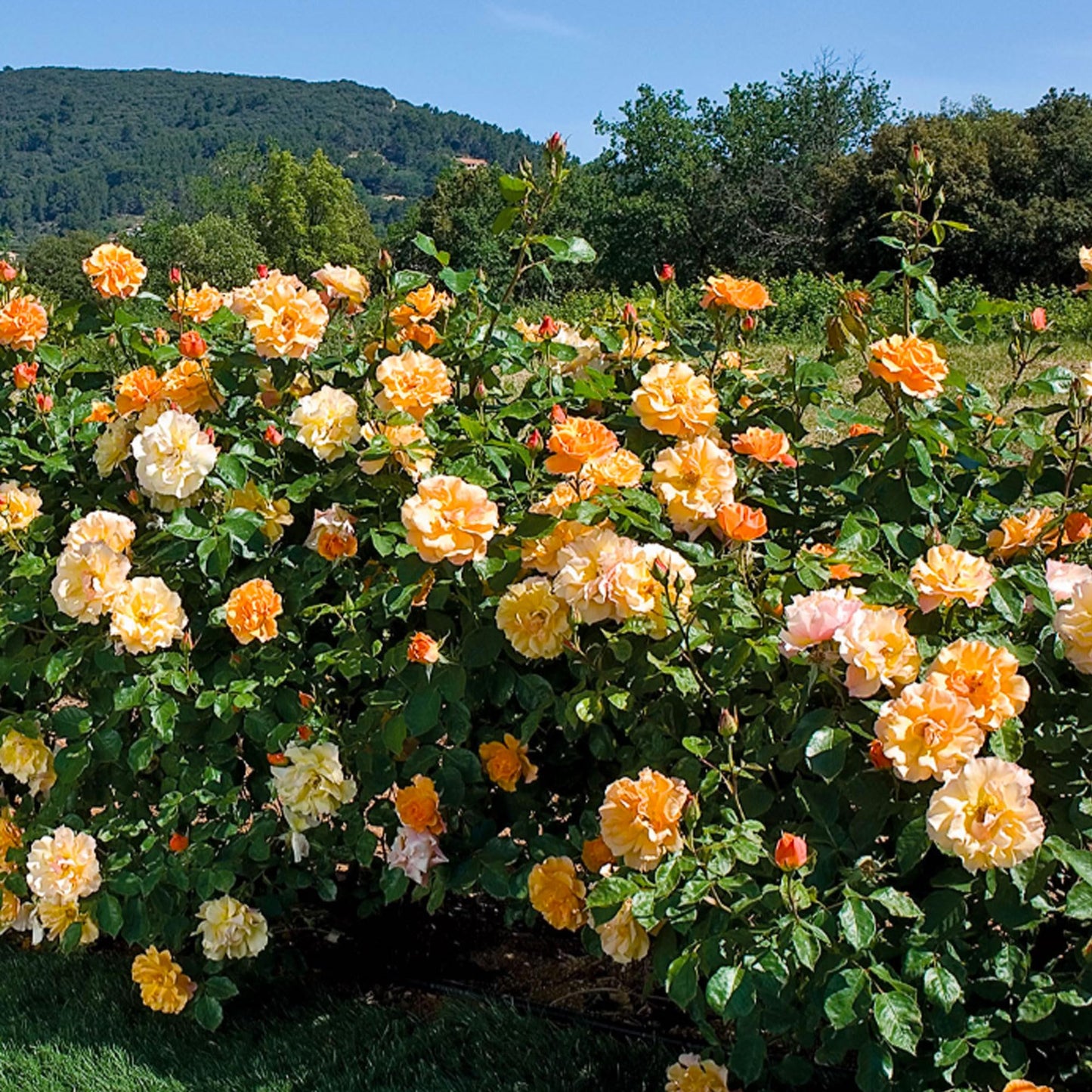 Tequila Rose Bush - 1.5 Gallon Live Plant, Apricot Orange Blooms All Season, Heat Tolerant Shrub Rose, Zones 5-10, Own Root - Stargazer Perennials