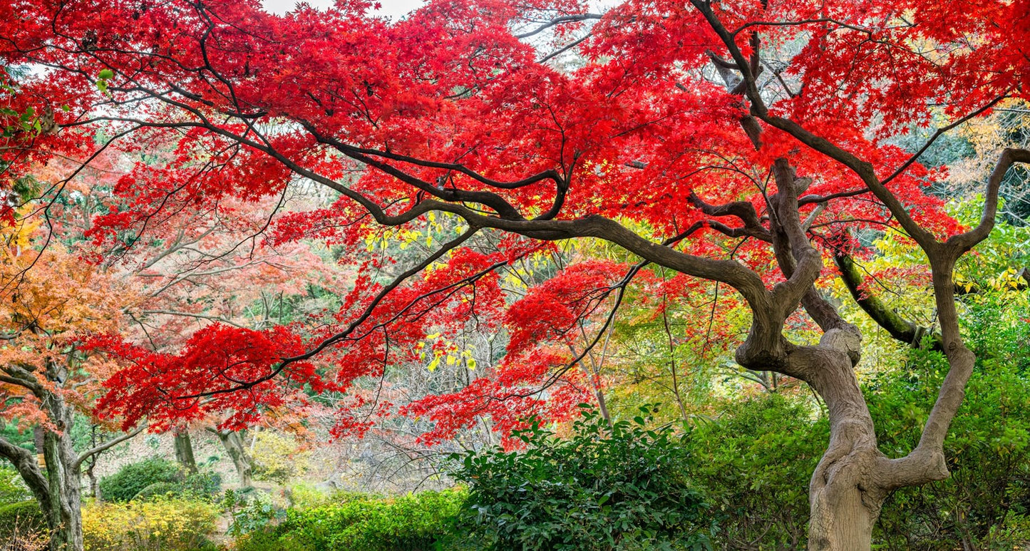 Red Japanese Maple Tree Seedlings for Planting - Excellent Landscape Tree or Bonsai Material - Ready to Plant - Approx 18 Inches Tall (3 Seedlings)