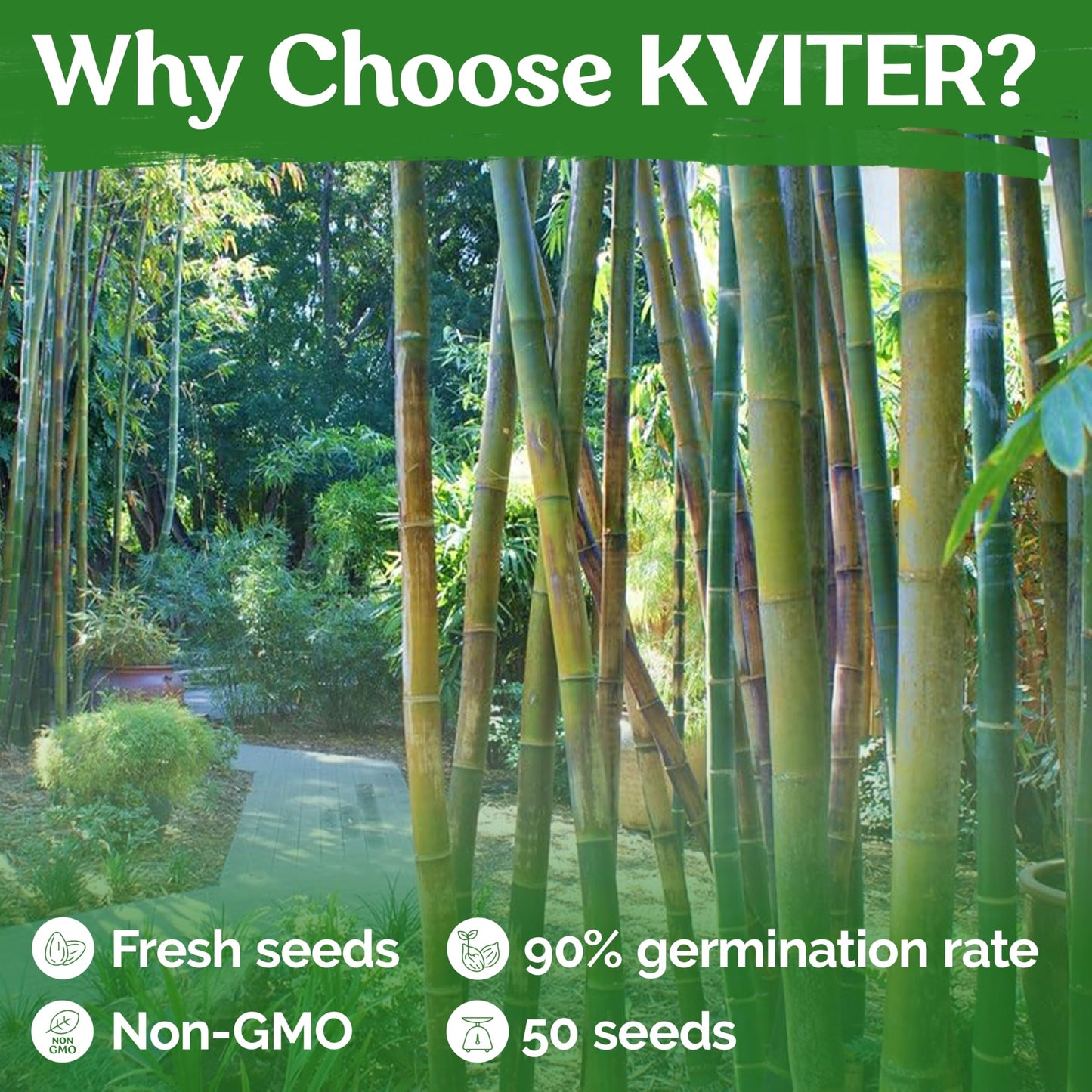 KVITER 50 Bamboo Seeds (Bambusa Oldhamii) – Clumping, Fast Growing, Edible Shoots, Non GMO Bamboo Privacy Screen Organic Seeds for Planting – Perfect Shade Provider & Ornamental Plant