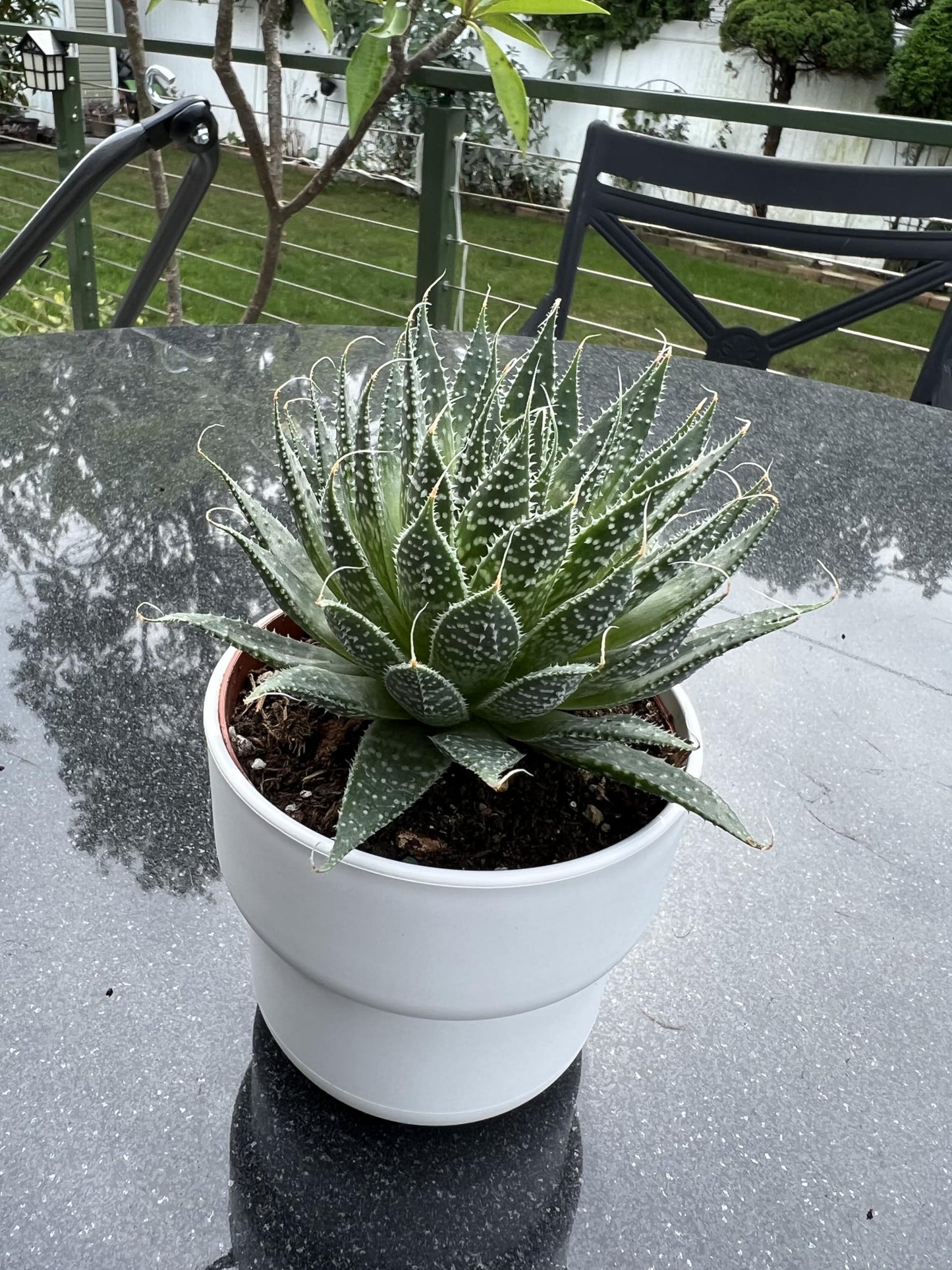 Aloe Aristata "Lace Aloe" Live Plant - Unique Houseplants for Easy Indoor Gardens & Home Decor Gifts - Potted Tiny Houseplants 4" inch White Pot Included