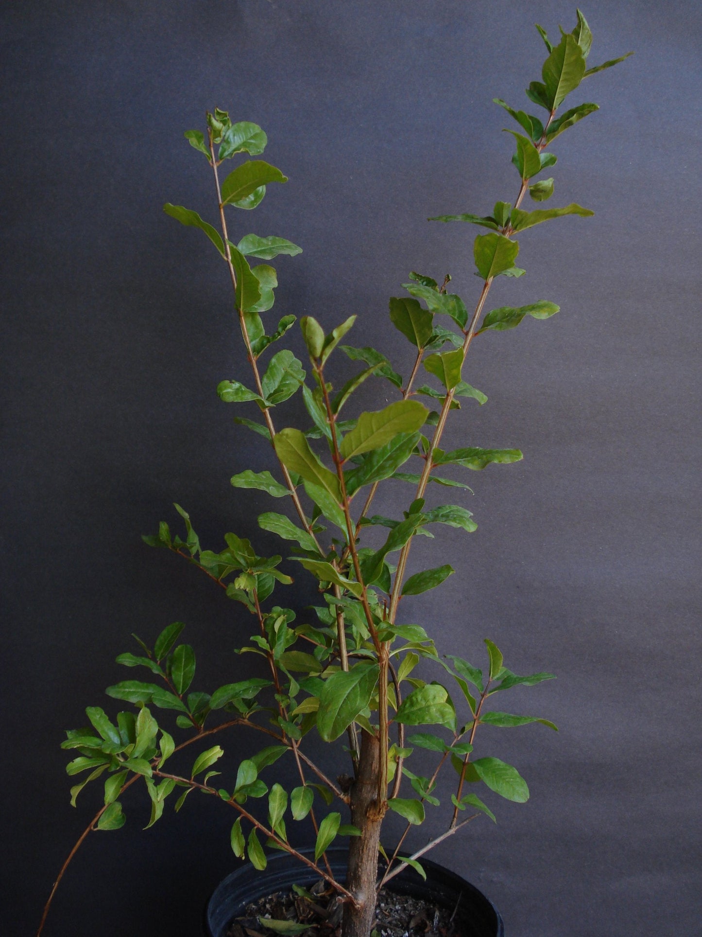 Utah Sweet Fruit Tree Live Plant - 1 Feet or Taller - Ship in 4" Pot