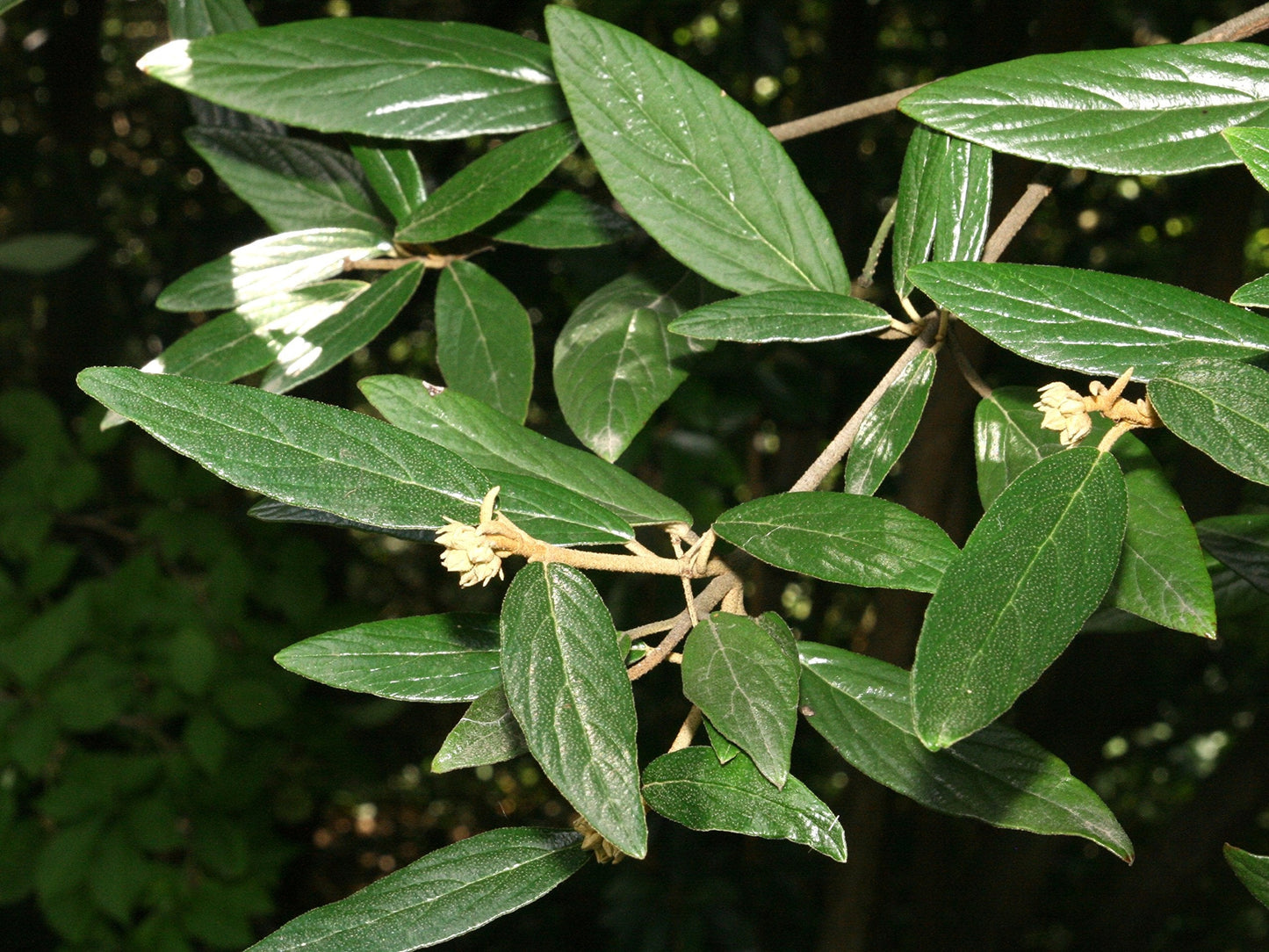 Pragense Viburnum - Live Plant Shipped 2 to 3 Feet Tall by DAS Farms