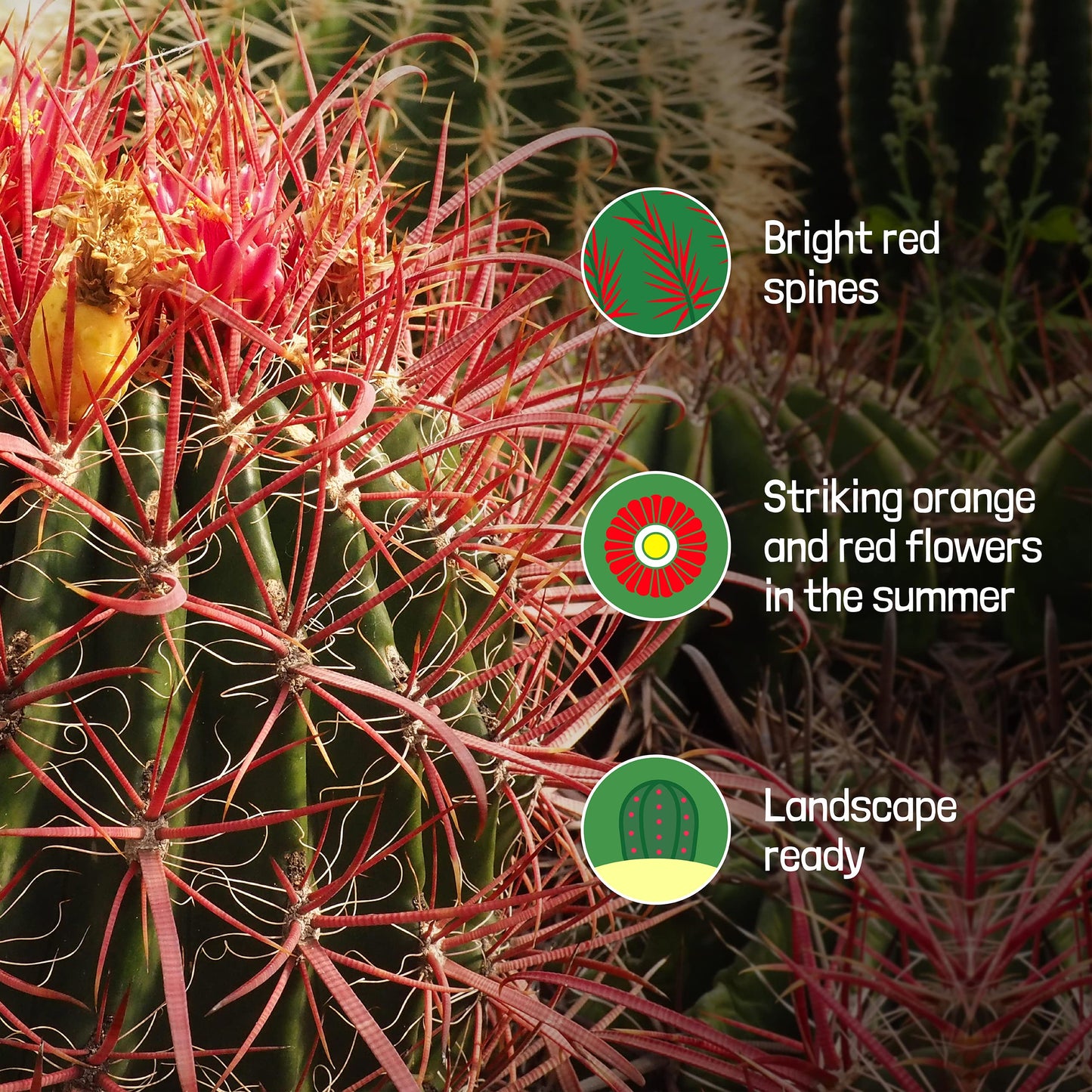 Cactus Outlet - Ferocactus Gracilis - Barrel Cactus - Live Cactus Plants - Barrel Cactus Plants Live - Landscape Ready Barrel Cactus Plants Live Delivered Right to Your Door - Live Plants Outdoor