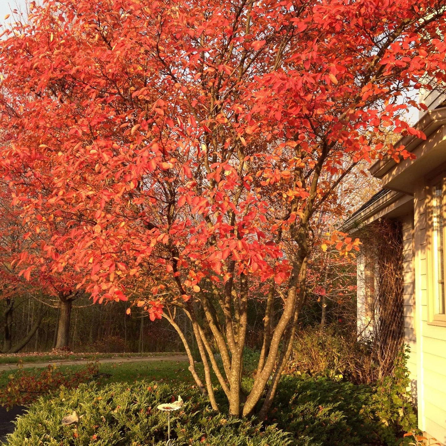 Serviceberry Tree Live Plant 6 to 12 Inches Tall, Serviceberry Plant Live for Planting Serviceberry Bush Shrub