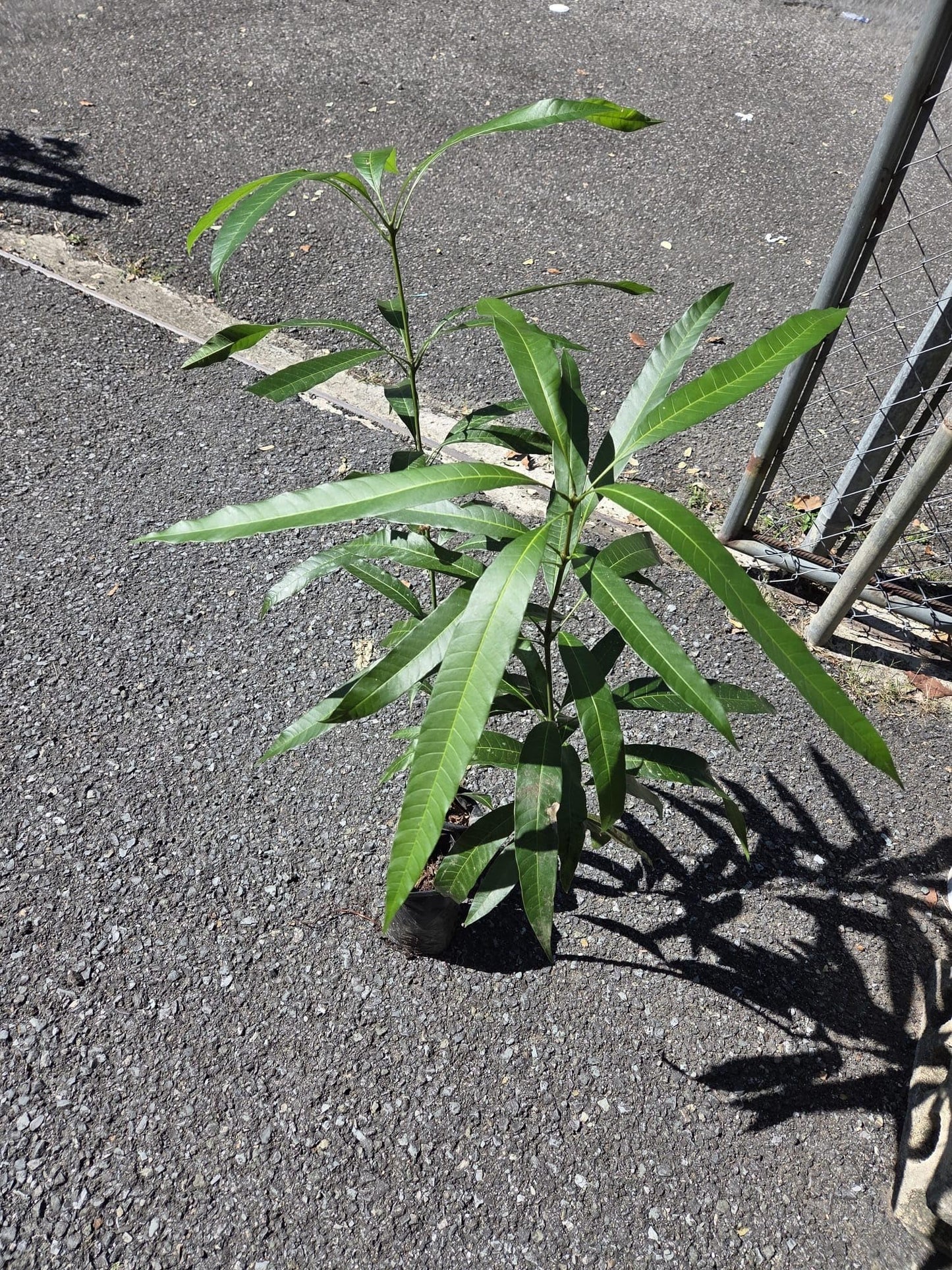 Honey Kiss Mango Tree – 1.5-2 Feet Tall, Naturally Seed Grown | Live Dwarf Tropical Fruit Tree (Mangifera Indica) | Compact, Container-Friendly Variety | Sweet, Fiberless Honey Like Mango