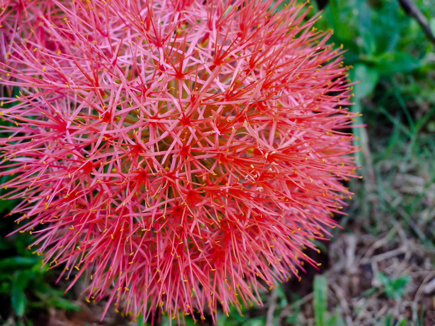 Easy to Grow Red 'African Blood Lily' Plant Bulbs (3 Pack) - Beautiful Uncommon Red Flowering Blooms in Summer Gardens
