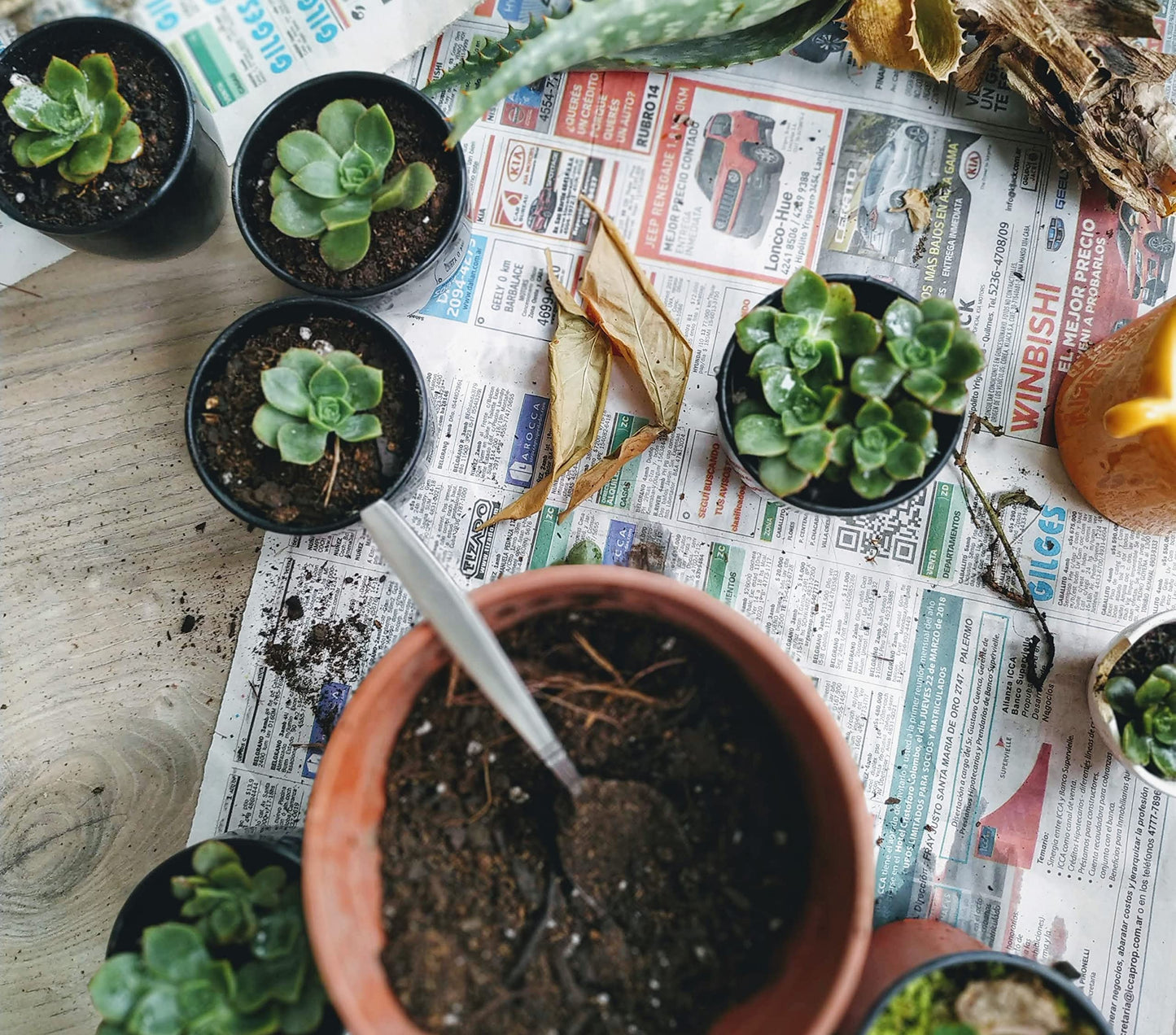 Shop Succulents | String of Succulents Collection | Burrito Sedum/Donkey Tail Live Outdoor/Indoor Hanging Succulent Plant | Fully Rooted in Soil