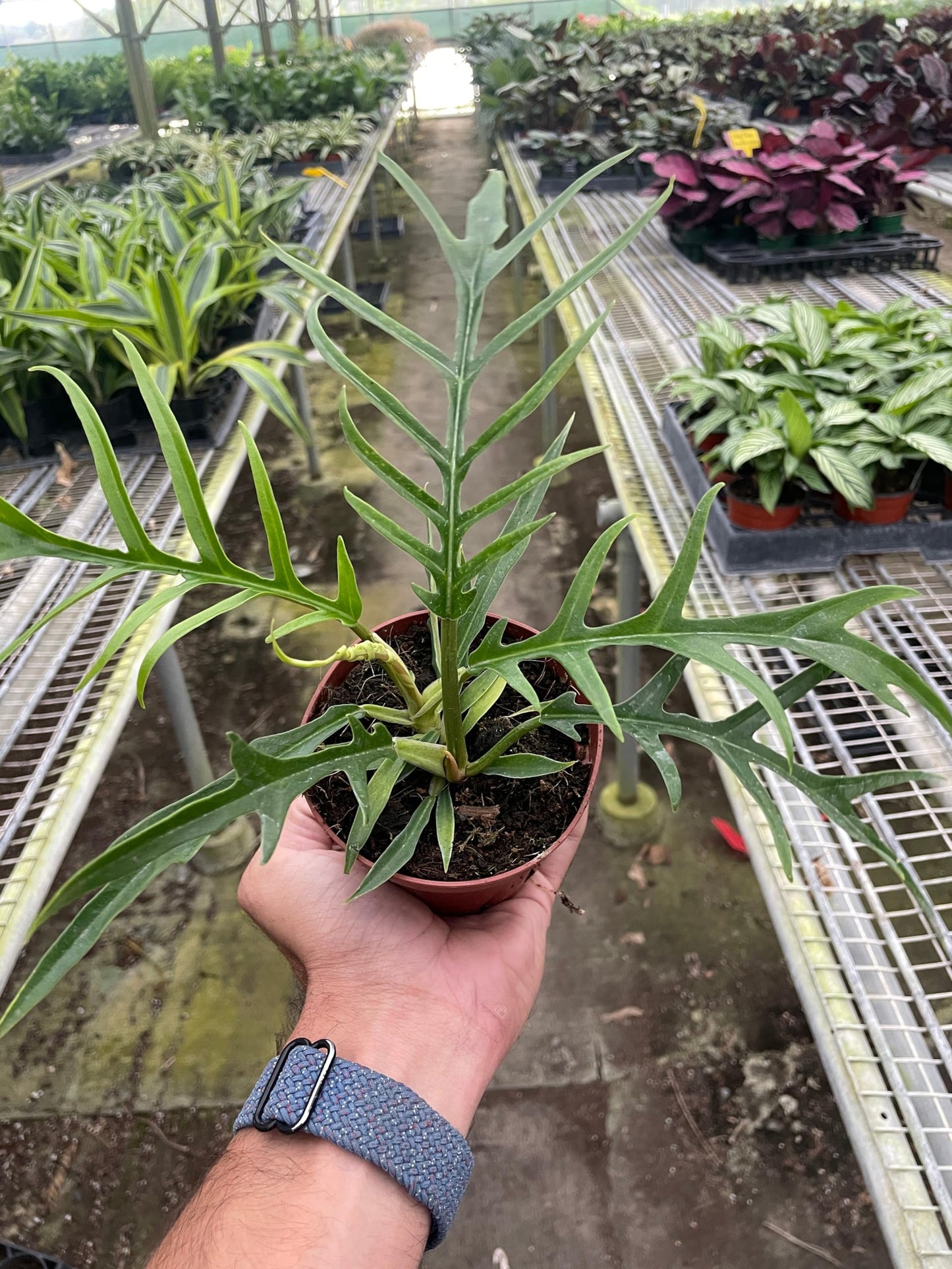 Philodendron Tortum | Live Plant for Indoor & Outdoor | for Living Room, Office, Bathroom | (4" Pot)
