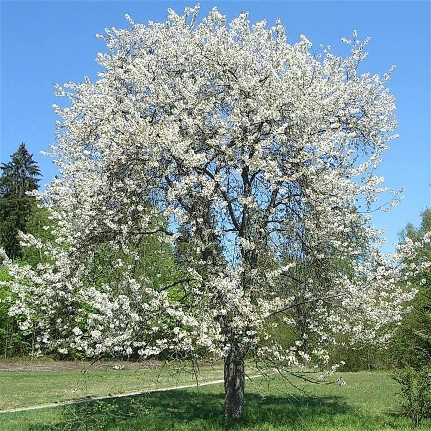 Sweet Cherry Seeds Prunus avium Seeds 20 Pcs - Cherry Blossoms Seeds
