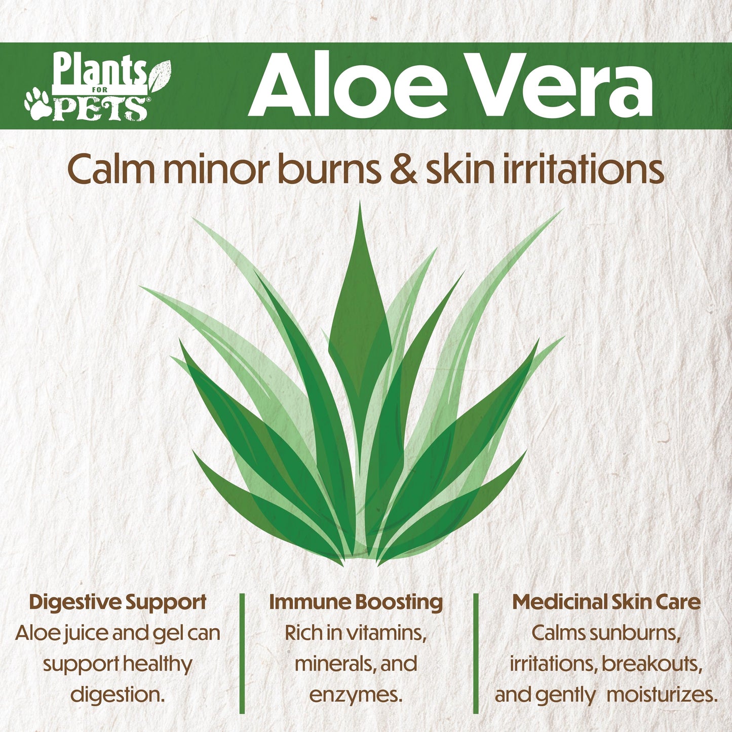 PFPX 9CM Aloe Vera (Solo) V2