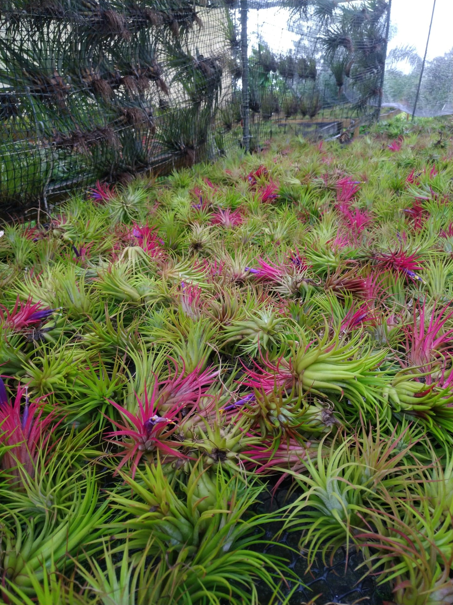 It Blooms Rainforest Grown 6 Pack Assorted Hardy Air Plants - Succulents - Bromeliads - Live Tillandsia - Easy Care House Plants - 30 Day Guarantee