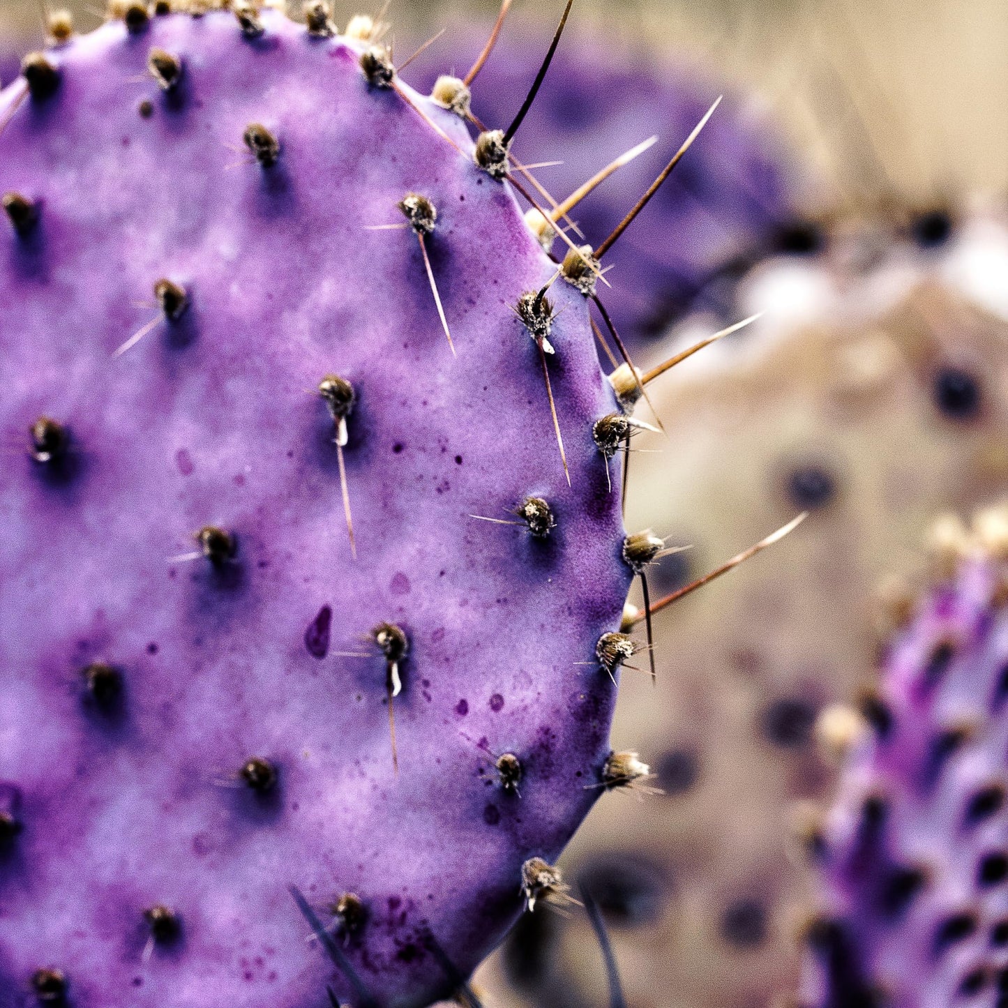 Purple Prickly Pear Cactus Plant Live, Cactus Succulent for Home Decor 6–8 Inch Tall, Cold Hardy, Indoor Outdoor Planting