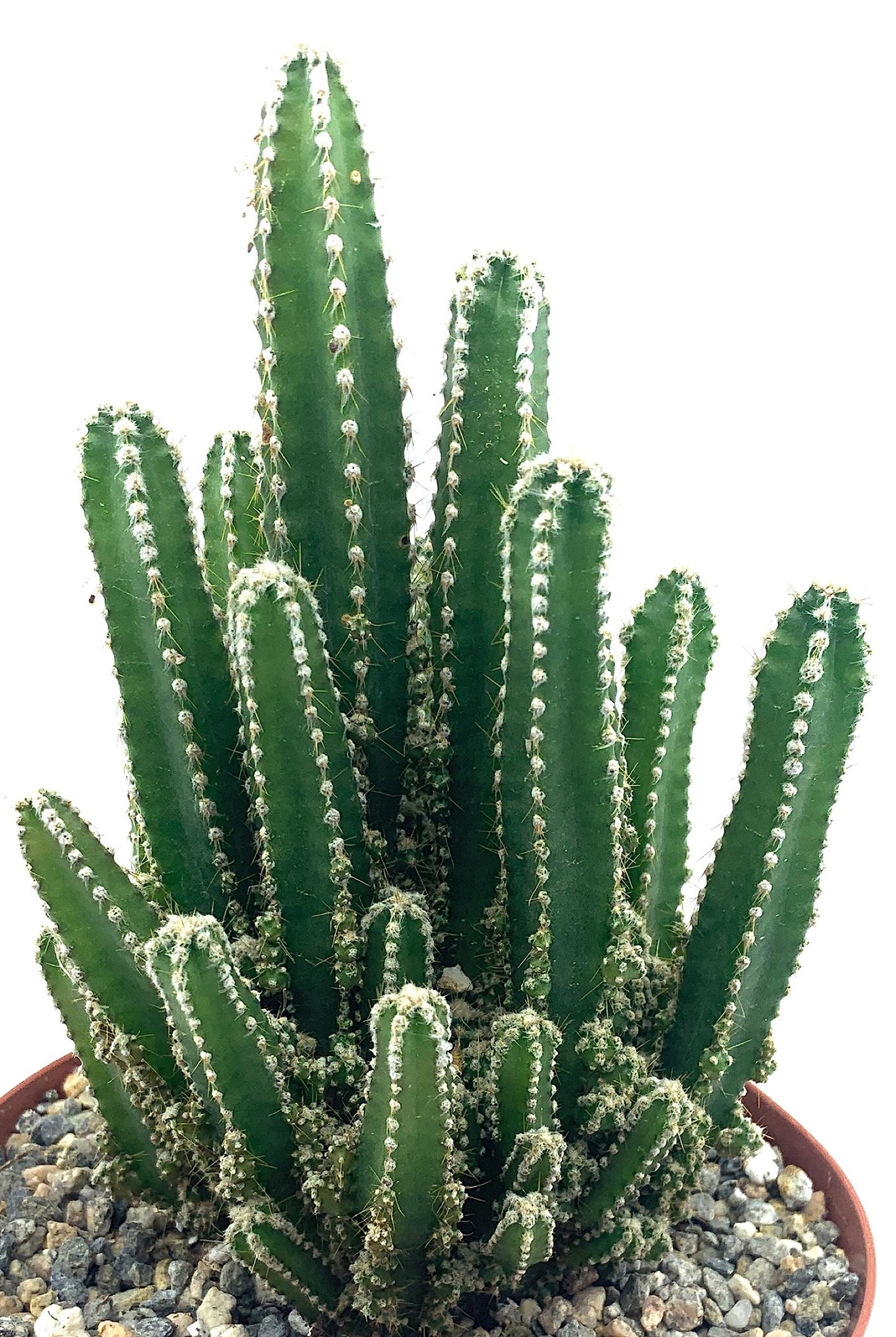 Fairy Castle Cactus 6"-8" Tall Rare Large Acanthocereus Tetragonus, Night Blooming Cereus, Triangle Cactus, Easy to Grow Indoor/Outdoor