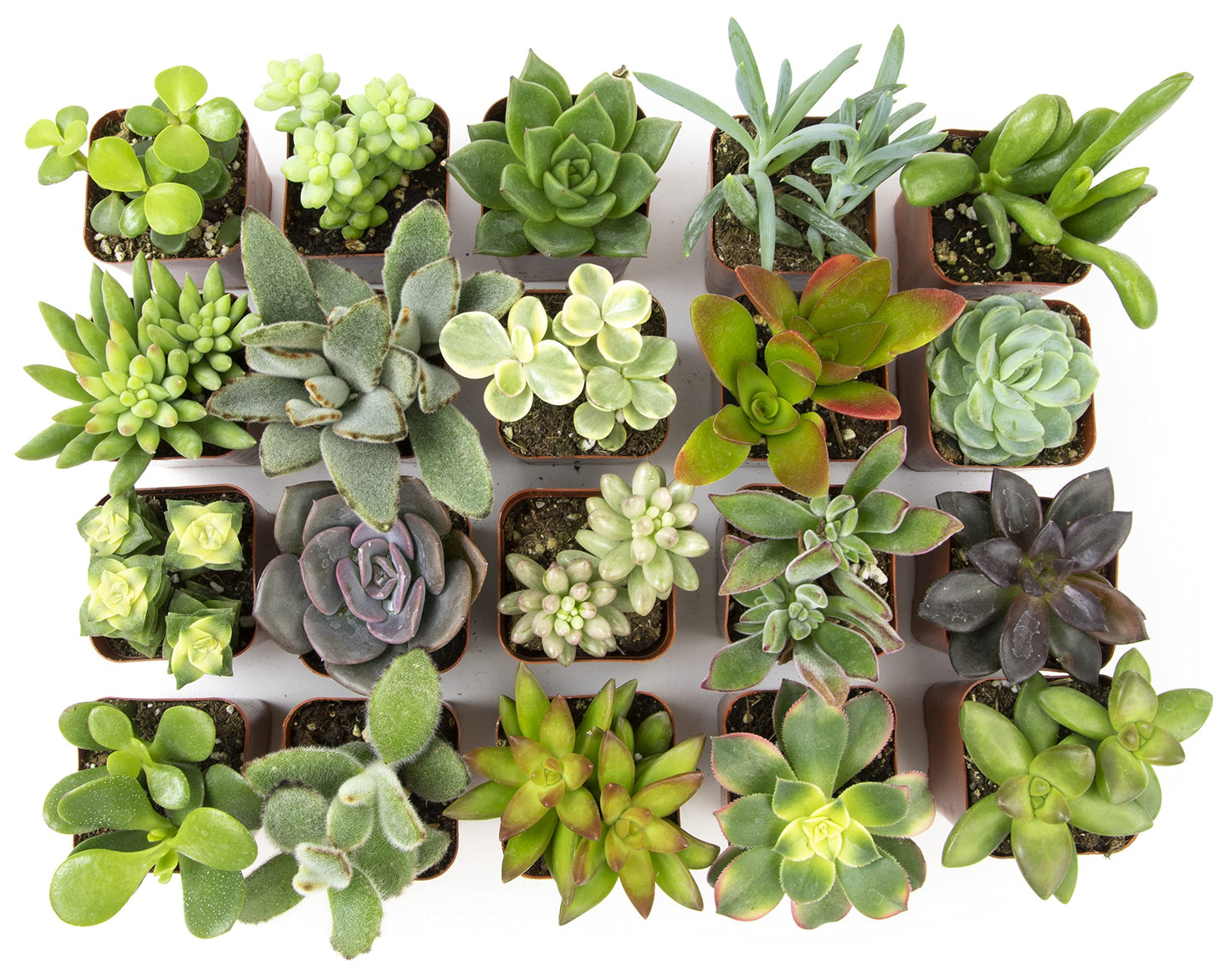 Plants for Pets Easy to Grow Houseplants (12 Pack) & Altman Plants Live Succulent Plants (20 Pack) - Indoor Plants in Plant Pots