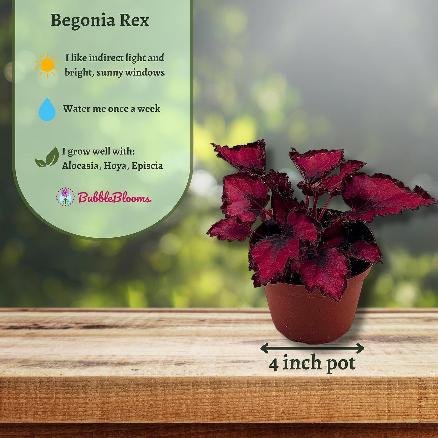 Harmony Foliage Harmony's Red Robin, Begonia Rex, Dark 4 inch Painted-Leaf Begonia, Variegated