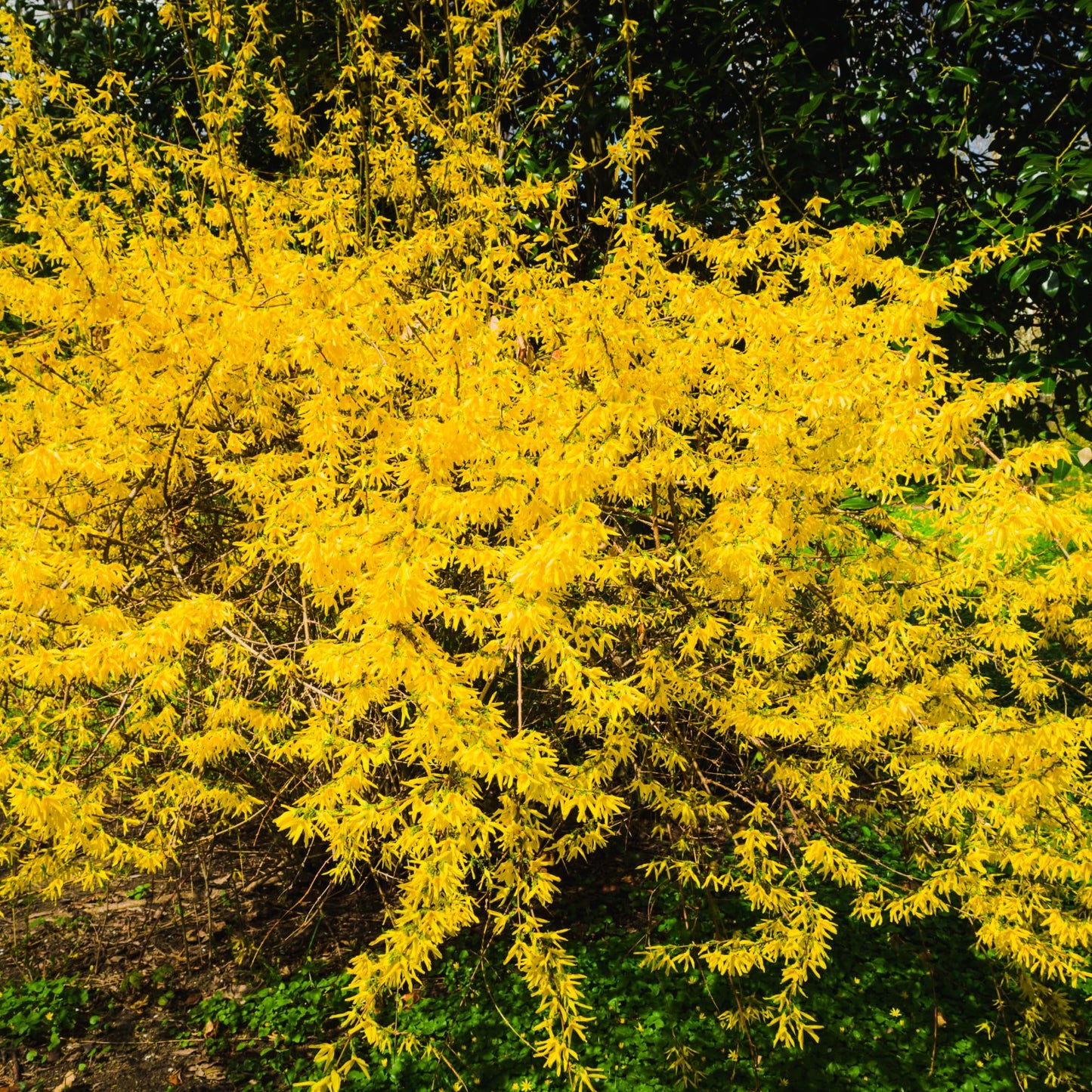 Set 2 Lynwood Forsythia Bareroots 6-12 Inches, Lynwood Gold Forsythia Flowering Shrubs, Hardy, Winter Dormant, Outdoor Growing