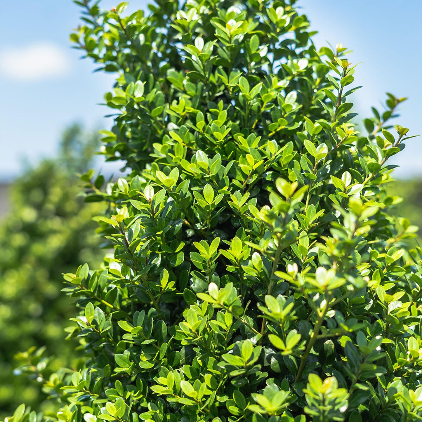 Perfect Plants Steeds Holly Bush 1 Gallon | Tall Evergreen Shrub in Growers Pot for Privacy Shield or Landscape Interest.