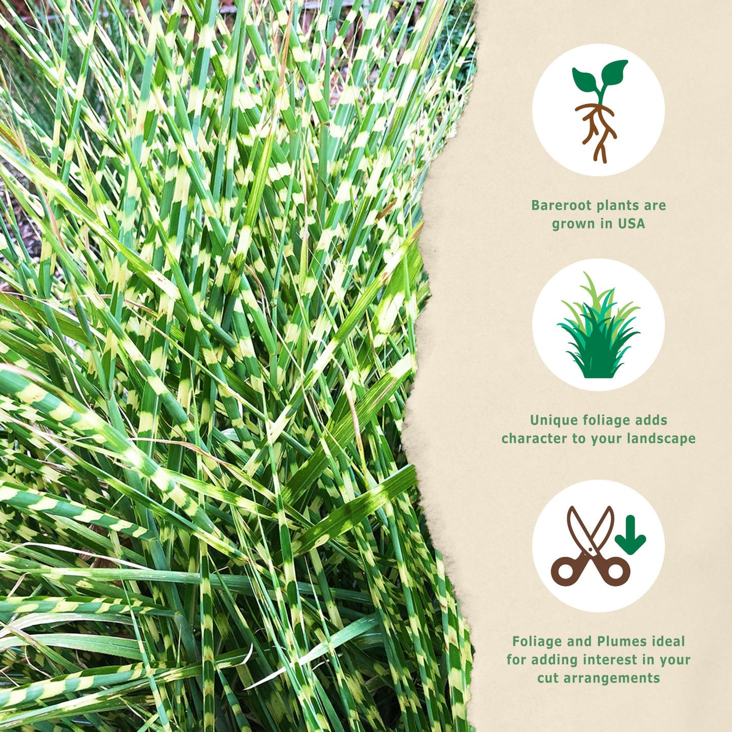Bloomingbulb Ornamental Grass, Zebra Grass, Outdoor Planting, Decorative Garden, 3 Root Divisions, Zones 4-9a
