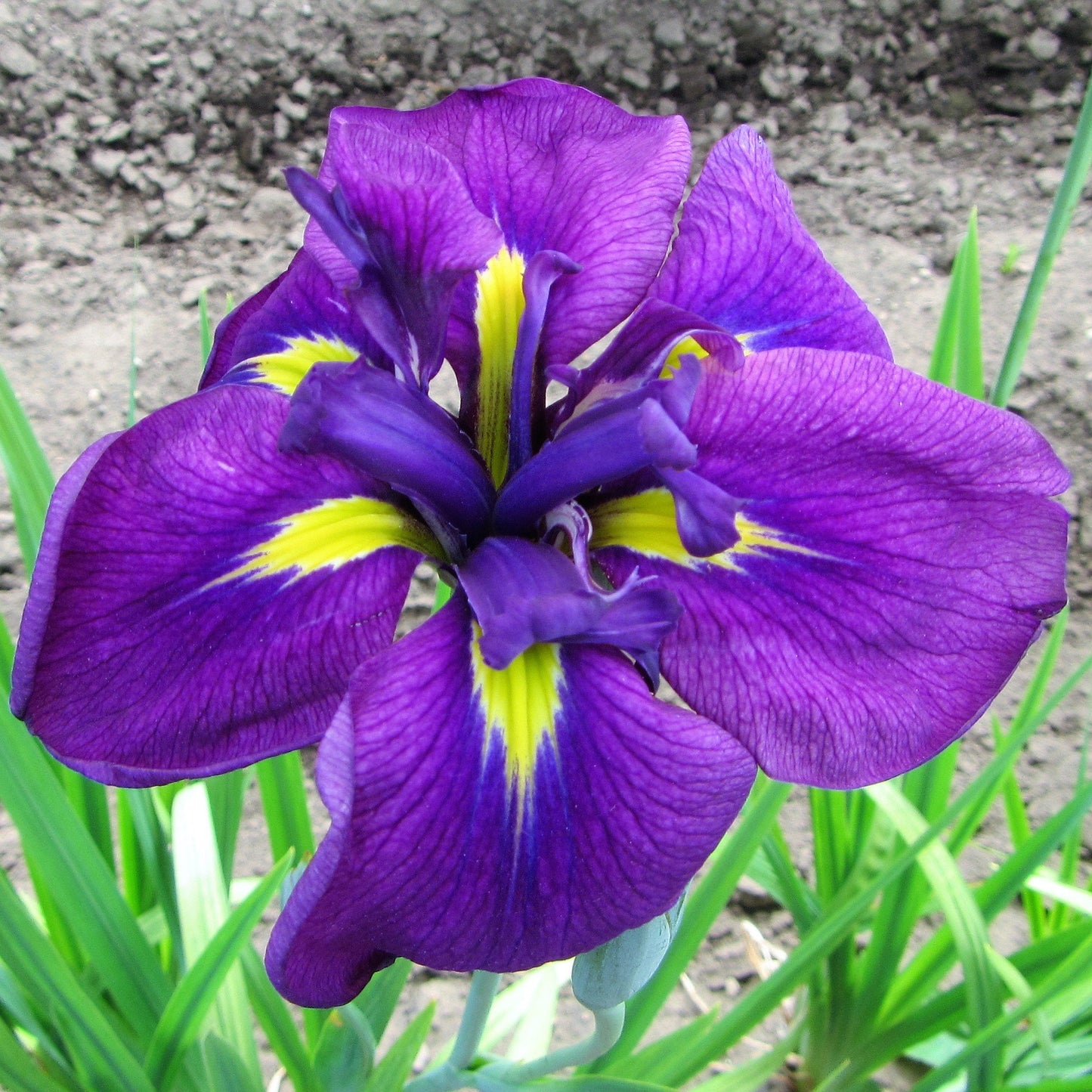 Easy to Grow Japanese Iris Royal Robes 1 Root Division - Purple Flowers Bloom Spring to Summer in Partial Sun, Tolerates Wet Soil
