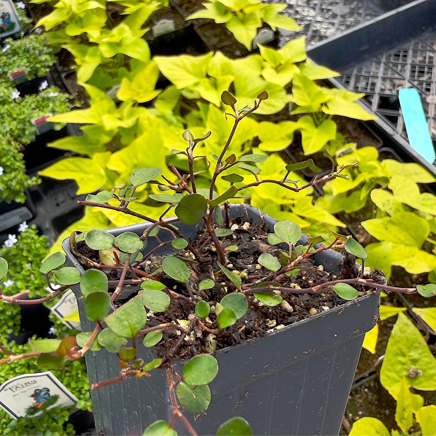 Muehlenbeckia complexa, Fairy Vine, Container Size: 3" (2.6x3.5)