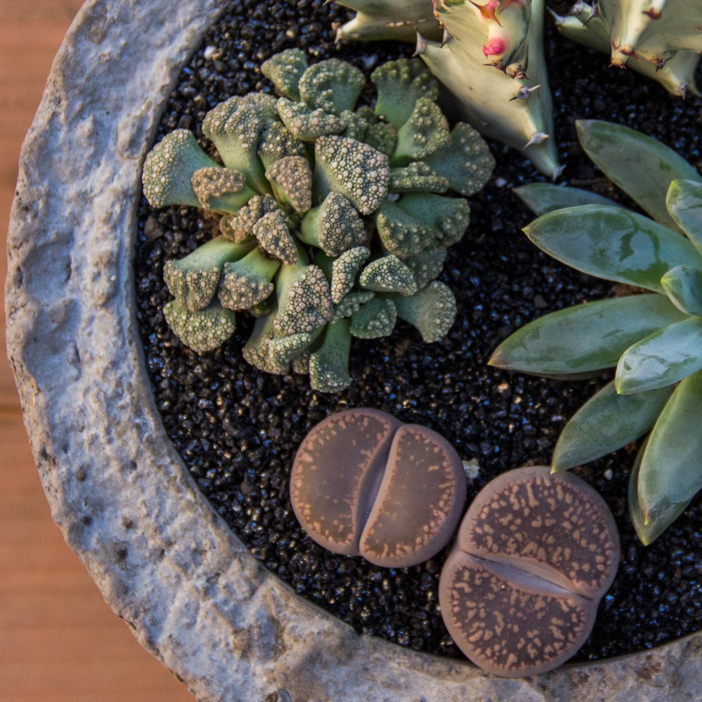 Altman Plants, Mimicry Succulents Plants Live Mini Succulents (4 Pack), Lithops Live Plants Outdoor or Live Indoor Plants, Living Stones Succulent Plants Live Houseplants, Succulent Plant House Plants