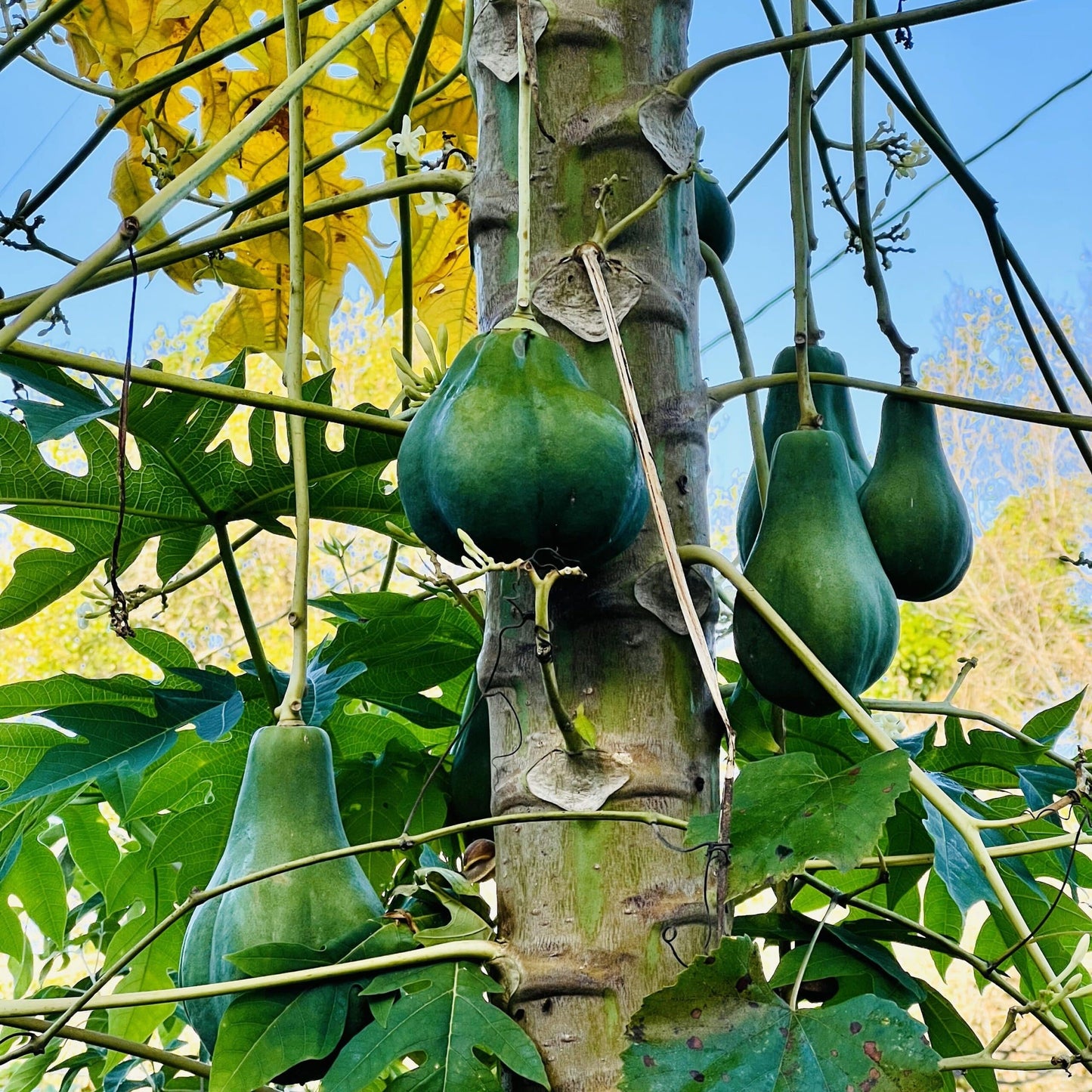 Live Plant - Hanging Papaya (Carica Papaya) Live Fruit Tree 1’-2’