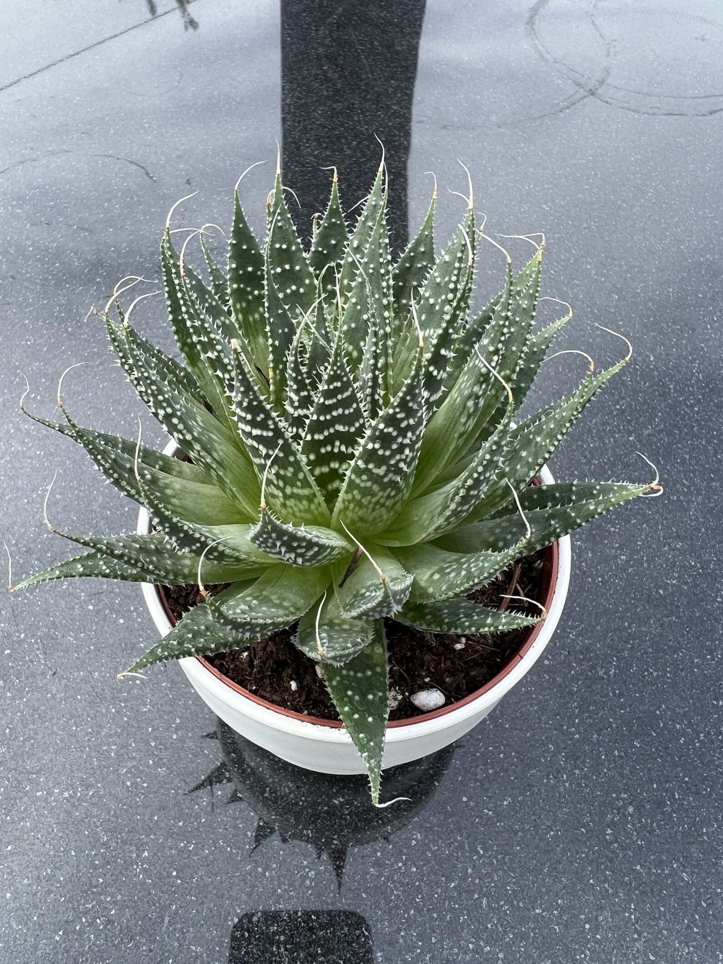 Aloe Aristata "Lace Aloe" Live Plant - Unique Houseplants for Easy Indoor Gardens & Home Decor Gifts - Potted Tiny Houseplants 4" inch White Pot Included